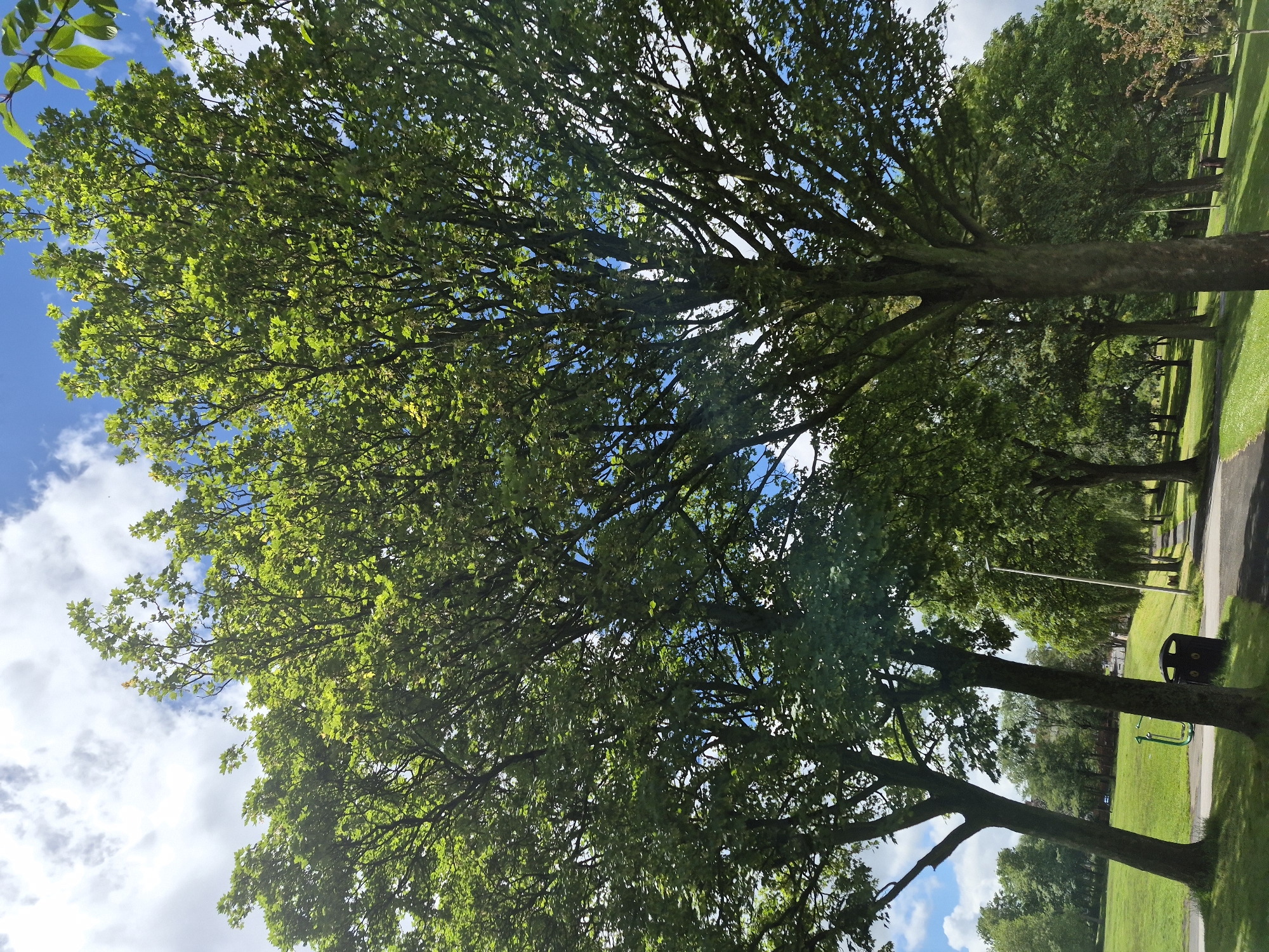 This is a vertical, eye-level, full shot of a park in Sandwell, United Kingdom, on a sunny day with clouds. The foreground is dominated by the lower trunks and branches of several large, deciduous trees with lush green leaves. The trees are so dense that they obscure much of the sky and background. In the mid-ground, a paved path winds through the park, lined on one side by more trees and on the other by a grassy slope. A black trash can is visible near the base of one of the foreground trees, and a green exercise machine is positioned on the grass. In the background, more trees and some buildings can be seen. The overall impression is one of a well-maintained, leafy park.