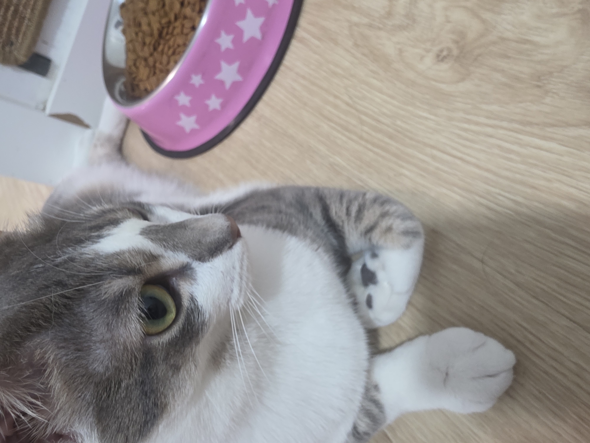 A domestic cat with grey and white fur is lying on a light brown wooden floor. The cat is looking to the left of the frame with its left eye clearly visible. In the background, a pink pet food bowl filled with kibble is situated on a black mat. The scene is indoors, and there is no indication of the city of Málaga, Spain.