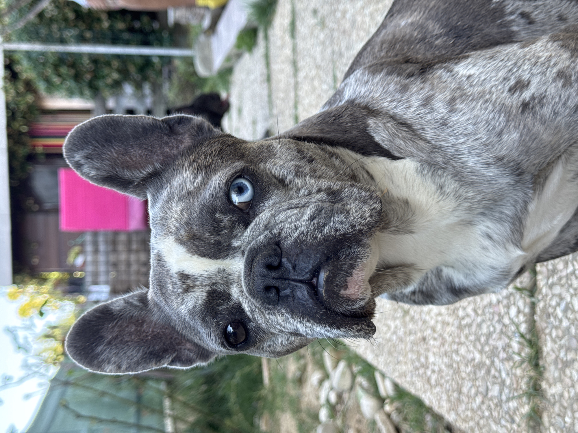 A French Bulldog with heterochromia, meaning it has two different colored eyes (one brown and one blue), is pictured outdoors. The dog is sitting on a paved area with a stone border. In the background, there are some plants, a pink structure, and a building. The location is described as San Benedetto del Tronto, Italy.