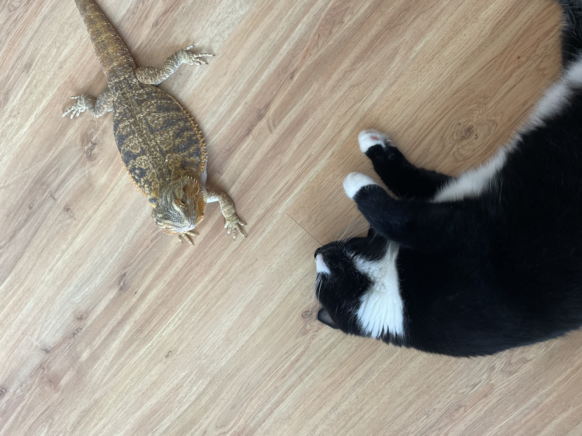 An overhead, high-angle shot shows a black and white tuxedo cat lying on its back on a light wood-grain floor, with its paws in the air. Facing the cat, and positioned on the same floor, is a bearded dragon, with its head turned toward the cat. The bearded dragon is light brown and tan with darker patterned scales and spikes along its back. The floor appears to be wood paneling. The location is not specified in the image.