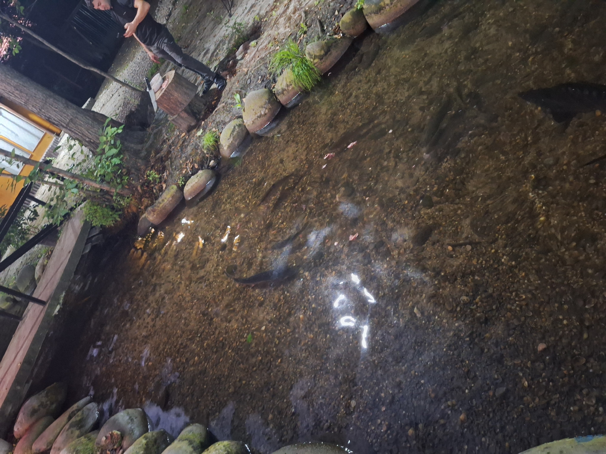 A person, seen from above, is standing on a dirt and gravel path next to a shallow stream filled with small fish. The person, wearing dark clothing, is looking down towards a wooden block with a knife stuck in it, and a cut of meat resting on top. The stream has a rocky bed and is surrounded by grass and plants. Large, smooth stones line the edge of the stream. In the background, part of a building with a yellow wall and a window is visible, along with trees and more foliage. The scene appears to be outdoors, possibly in a rural or natural setting. The lighting suggests it is either early morning or late evening. The overall impression is one of preparing food outdoors, perhaps for consumption by the stream.