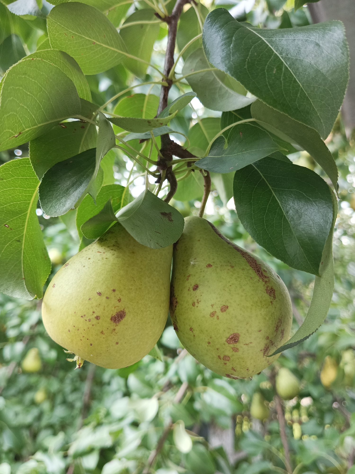 Two green pears hang from a branch, surrounded by lush green leaves. The pears are slightly blemished with reddish-brown spots. The background is blurred, showing more foliage and other pears on the tree. The scene appears to be outdoors in a natural setting. The image was taken in Shumerlya, Russia.