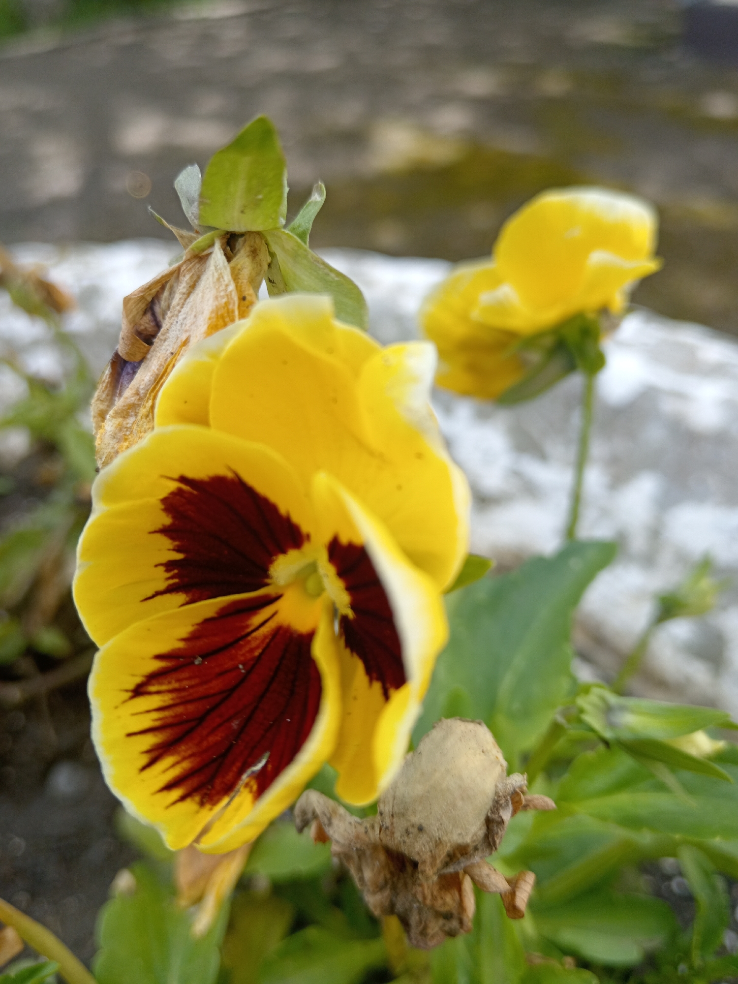The image displays a close-up, slightly blurred view of two yellow pansies with dark maroon centers. The pansies are in focus in the foreground, with their petals and detailed markings clearly visible. One pansy is larger and positioned to the left, while a second, smaller pansy is visible in the background to the right. The surrounding environment includes green leaves and stems of the plants, and a muted, out-of-focus background that suggests an outdoor setting with some textured surfaces, possibly stone or concrete, and dappled light. There are no people or animals present in the image. The scene appears to be a naturalistic setting within a garden or park. No specific landmarks or features are identifiable that would pinpoint its location within Uchkeken, Russia.