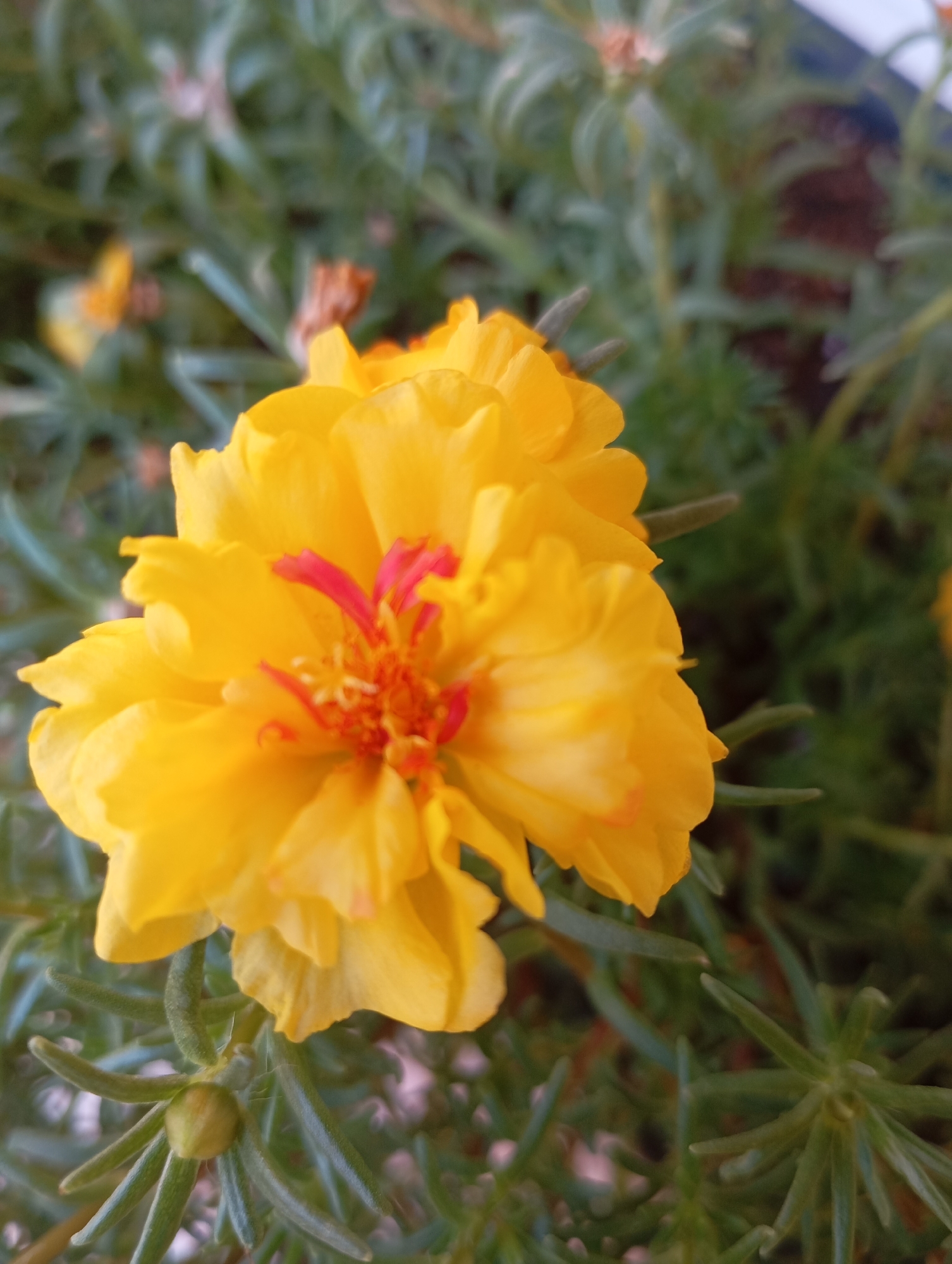 A close-up, slightly overhead shot focuses on a vibrant yellow, multi-petaled flower with bright red stamens. The flower is in sharp focus, with its petals gently unfurling. Surrounding the main flower are blurred green leaves and stems, as well as hints of other yellow flowers in the background, also out of focus. A small, green flower bud is visible in the lower left portion of the frame. The lighting suggests it is daytime. The image is captured outdoors, with a natural, slightly overgrown garden setting. There are no people or animals present. The location in Castelldefels, Spain is not discernible from the image itself, as it depicts a common garden scene.