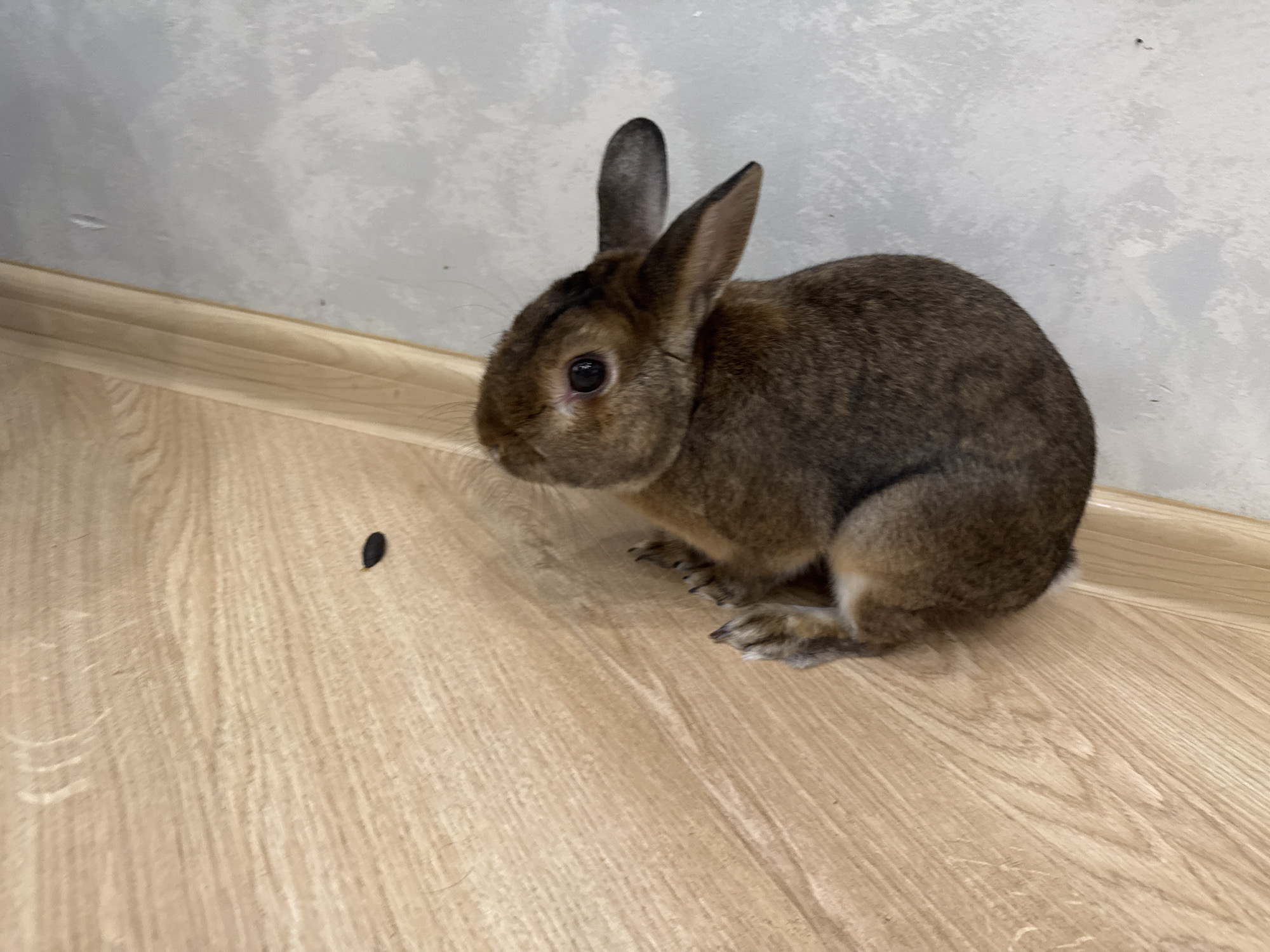 The scene, set in the city of Solikamsk, Russia, depicts an indoor environment. A small domestic rabbit, exhibiting brown agouti fur, erect ears, and prominent dark eyes, is positioned in profile on light-toned laminate flooring. The rabbit is facing towards the left, with its gaze directed at a single, small, dark, ovoid object (consistent with a seed or food pellet) resting on the floor approximately 15-20 centimeters in front of its nose. Behind the rabbit, a light brown wooden baseboard runs horizontally, separating the floor from a light grey, textured wall. The environment appears clean and uniformly lit.