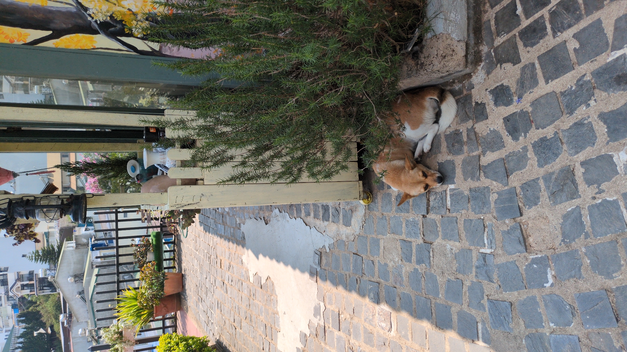 A dog rests in the shade of a bush in the city of Da Lat, Vietnam. The dog, a light brown and white color, is curled up on a cobblestone street. The bush is lush and green, providing ample shade for the dog. To the side is a white railing, which is part of a balcony or terrace. In the background, the city of Da Lat can be seen, with its buildings and rooftops. The scene is bathed in sunlight, creating a warm and inviting atmosphere.