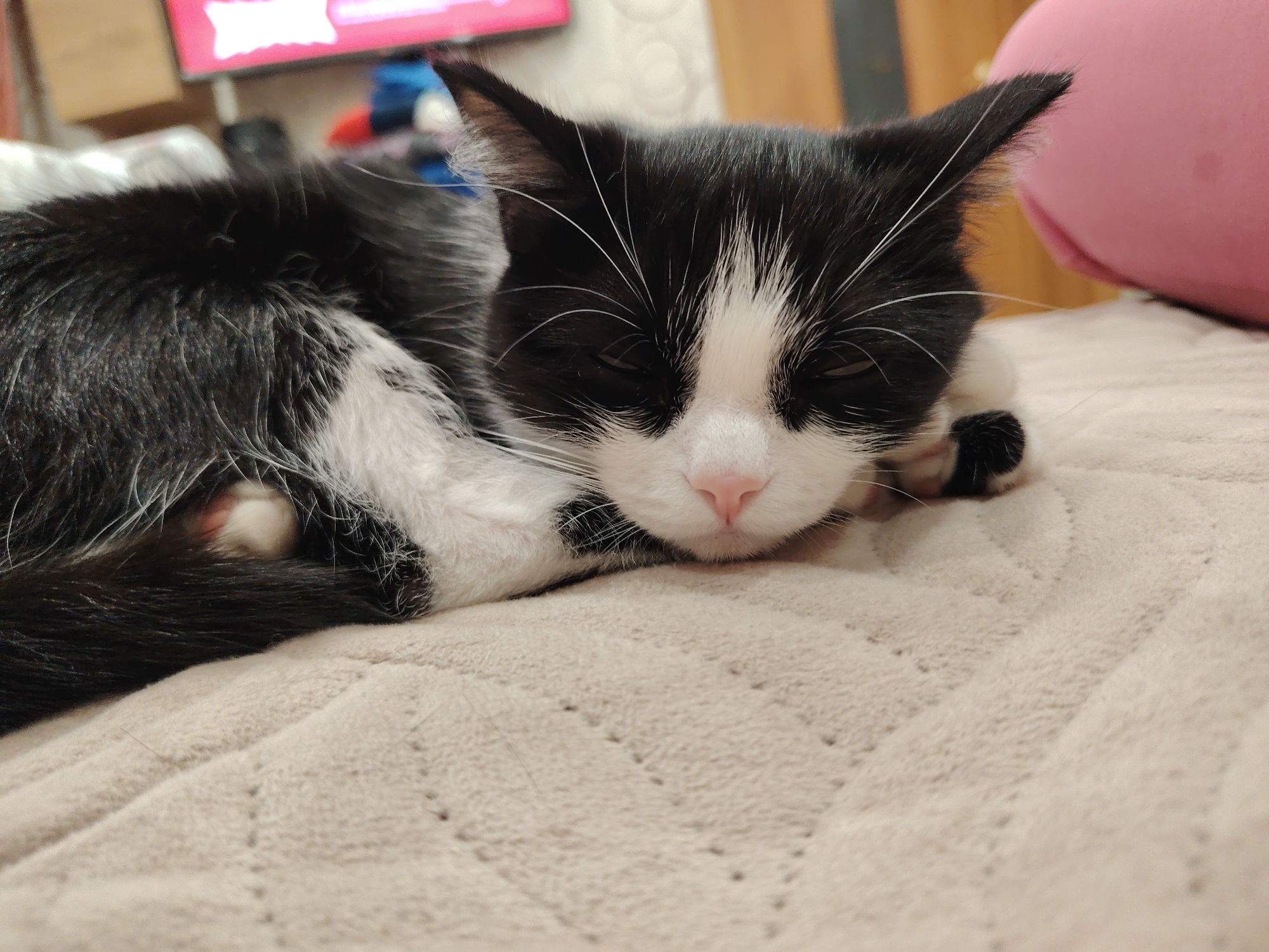 A black and white cat is curled up asleep on a beige textured surface. The cat is mostly black with white on its face, chest, and paws. It has a pink nose. The background is blurred but includes a television and a pink object. The location is indoors.