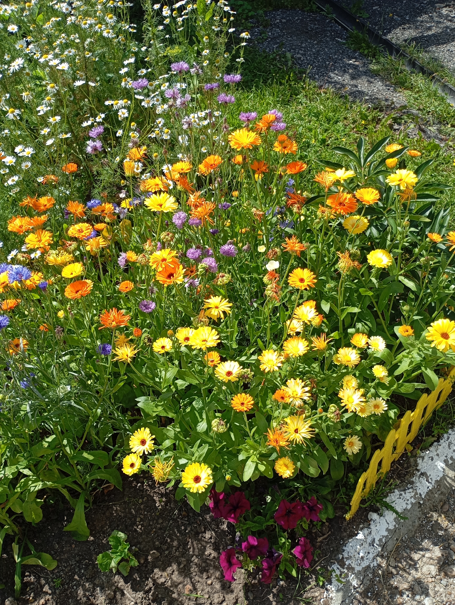 This image captures a vibrant flowerbed with a variety of colorful blooms, including orange and yellow calendula, white daisies, and purple cornflowers, set against a backdrop of lush green foliage. A small, yellow decorative fence borders the right side of the flowerbed, adjacent to a gravel path with visible white markings. The ground beneath the flowers is dark soil with some scattered small stones. The scene appears to be an outdoor setting, possibly a garden or park area in a residential or public space. There are no people or animals visible in the image. The lighting suggests it is daytime with sunlight casting shadows. This scene could be located in Vysokaya Gora, Russia, given its appearance as a typical outdoor garden feature.