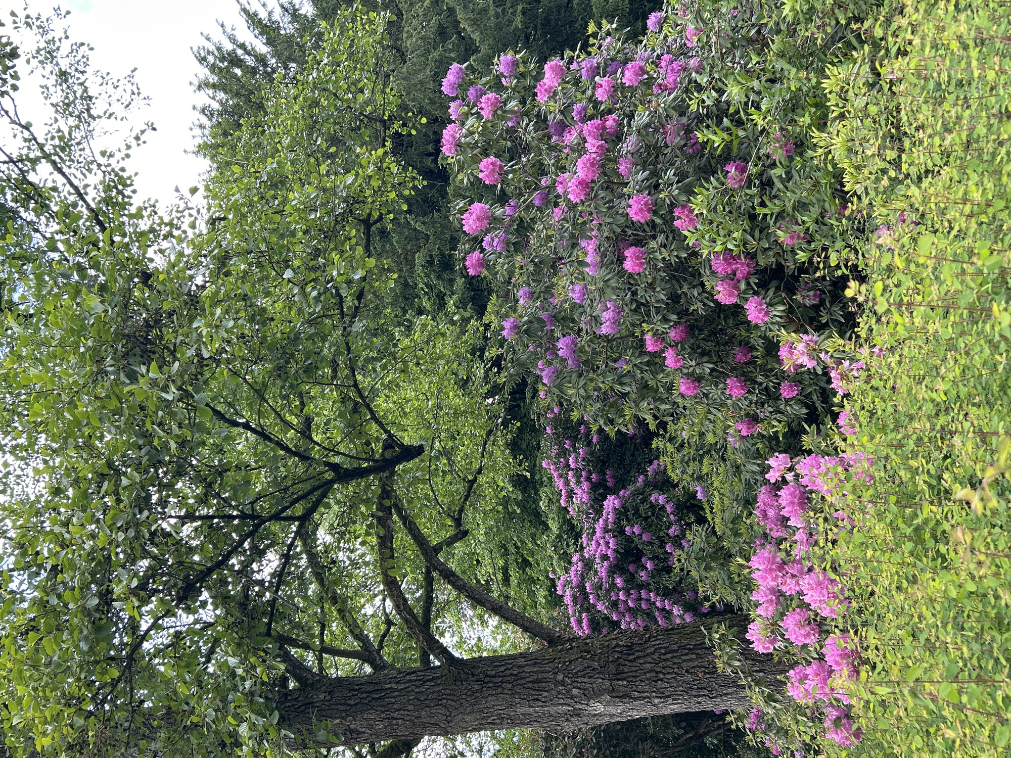 The image shows a close-up of a tree with green leaves and a rough bark trunk. Adjacent to the tree is a flowering bush with pink blossoms. The setting appears to be outdoors, possibly in a garden or park setting. The location in the city is Unknown, Unknown.