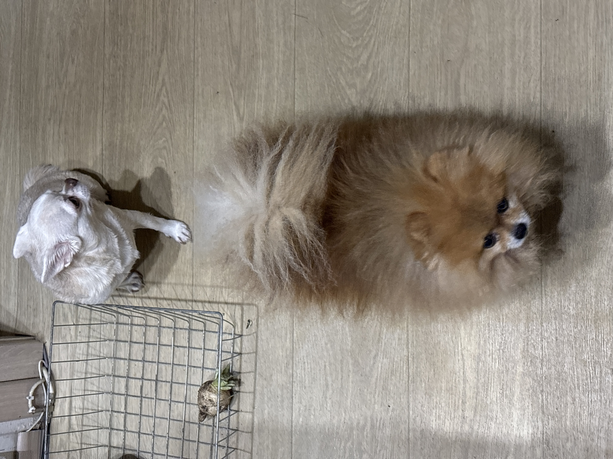 In an indoor environment, likely a home, two small dogs are visible on a wooden floor. In the upper portion of the image, a light-colored Chihuahua-type dog is sitting, facing to the right, with its head turned slightly. To the left of the Chihuahua, a wire basket contains a single object resembling a root vegetable with some green sprouts. In the lower portion of the image, a fluffy, golden-brown Pomeranian dog is lying down, facing the camera. The dog's head is visible, with dark eyes and a black nose. The overall impression is of a casual domestic setting. The image does not contain any identifiable landmarks or elements that would specifically place it in the city of Chaikovsky, Russia.
