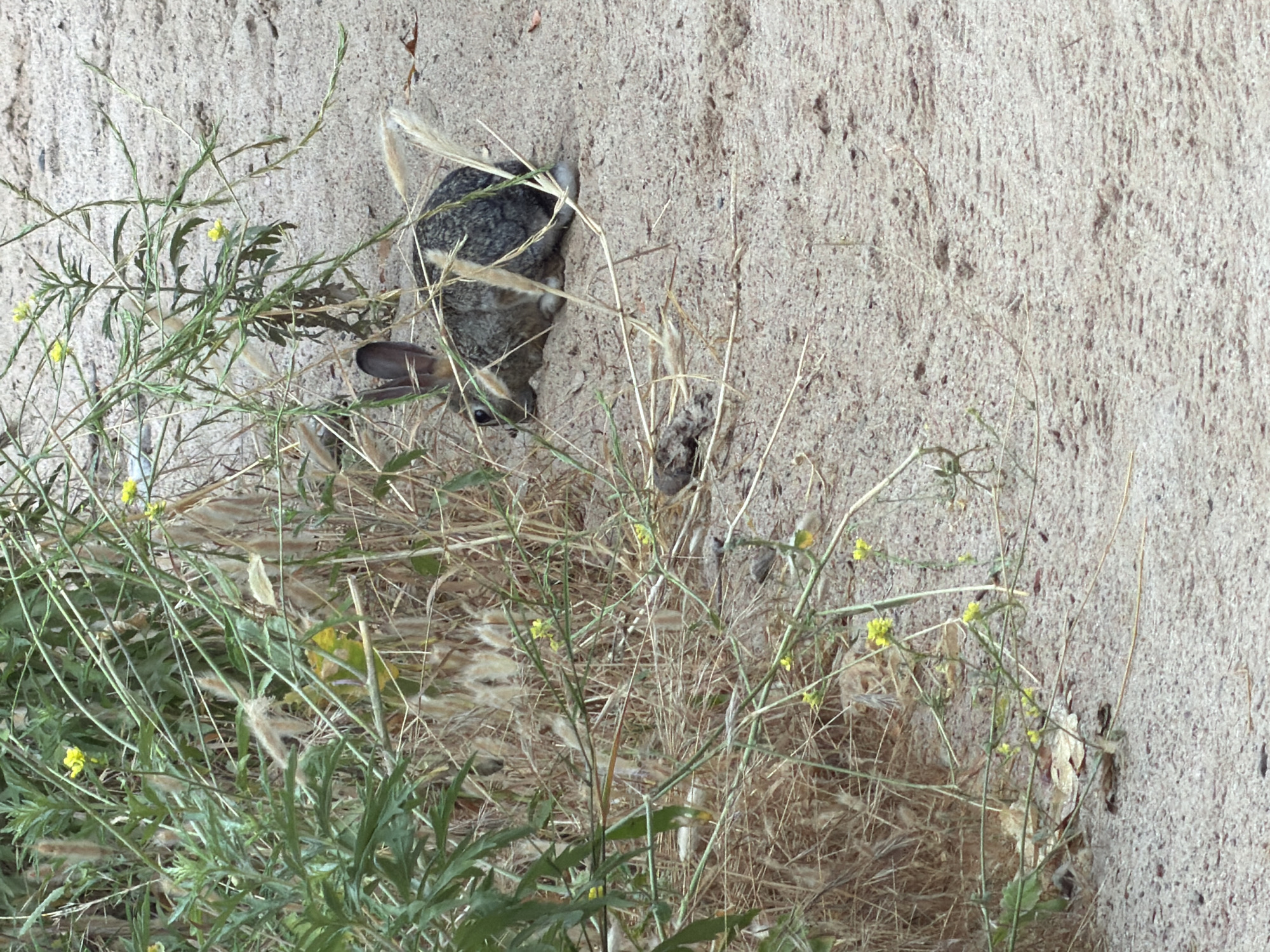 A rabbit is partially hidden behind a concrete wall, nestled amongst dry grass and green foliage. The rabbit is facing away from the camera, with its head turned to the left, revealing its ear and part of its face. Its fur appears to be a mix of grey and brown. The background is a rough, textured concrete surface, possibly a wall or a foundation. The foreground is filled with dry, straw-like grass and some green plants with small yellow flowers. The scene suggests an outdoor environment, likely in a natural or semi-natural setting, given the presence of vegetation and the rabbit. The lighting appears to be natural daylight, but the time of day and weather conditions are not explicitly discernible. There is no visible text in the image. The overall impression is one of a wild animal seeking refuge or shelter in its environment.