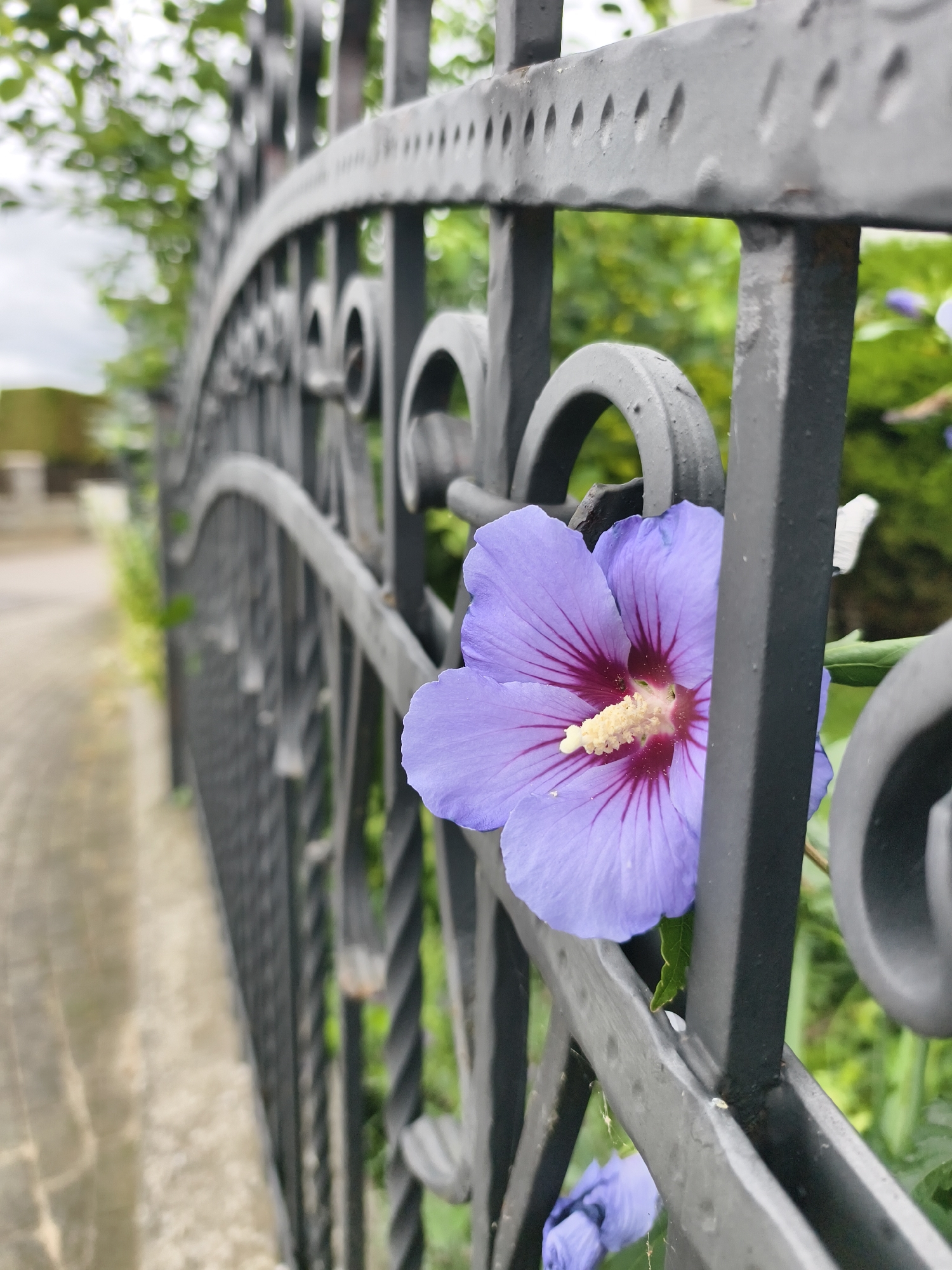 An extreme close-up, low-angle shot captures a vibrant purple hibiscus flower blooming behind a black wrought-iron fence. The flower's delicate petals, featuring deep red veins radiating from a creamy yellow stamen, are the primary focus. The fence's ornate design, with its twisted spindles and decorative curls, partially obscures the bloom, creating a sense of depth. In the background, a blurred cobblestone path suggests an outdoor setting, possibly a garden or park area in Tczew, Poland. The leaves of nearby greenery are also visible, adding a touch of natural detail to the composition. The overall mood is one of serene natural beauty juxtaposed with man-made structure.