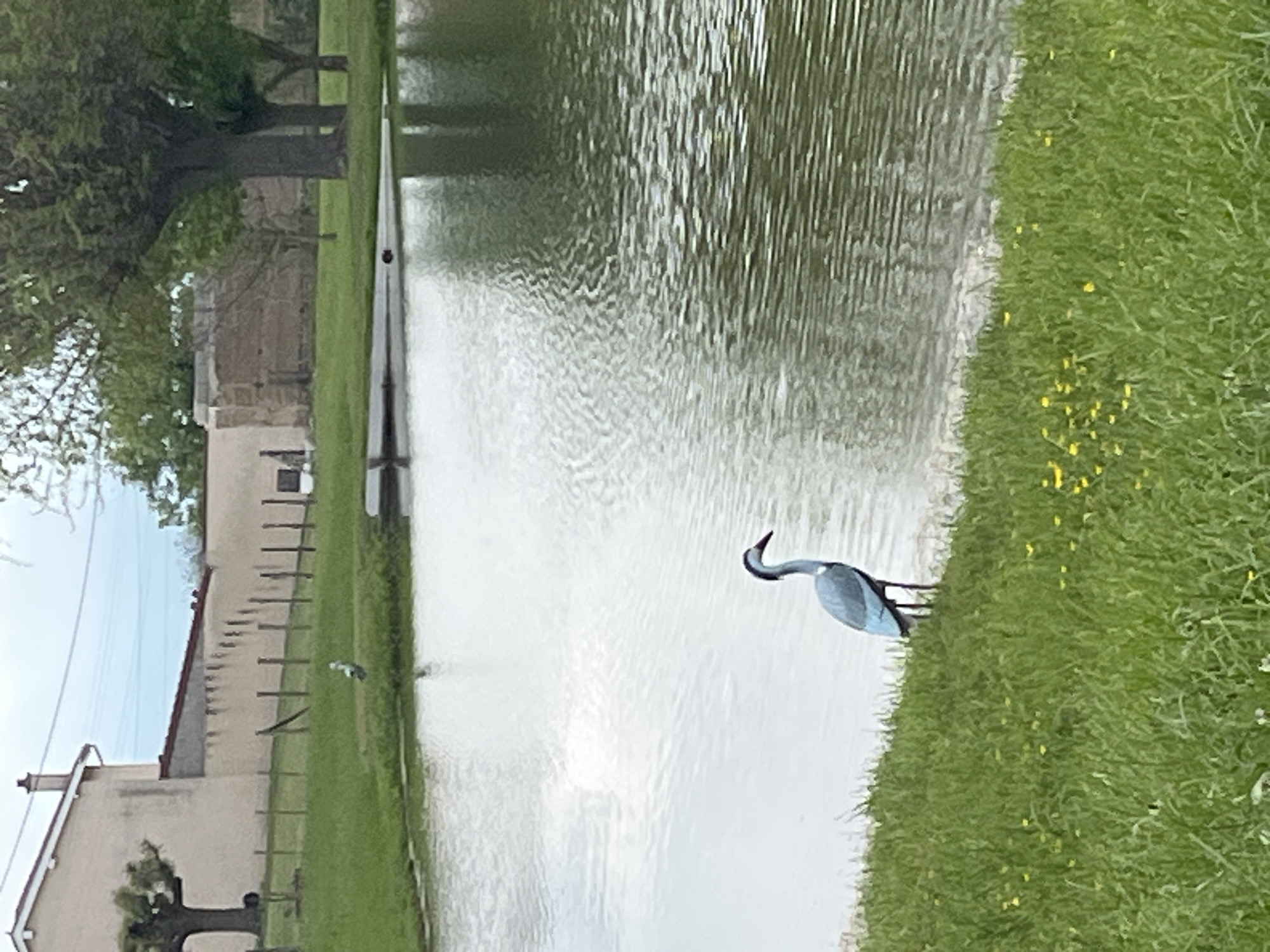 Here's a description of the image:
The image depicts a pastoral scene, likely a pond or small lake, in Chambœuf, France. The perspective is a slightly elevated, ground-level view. A bird, seemingly a heron, stands on the grassy bank of the body of water. The water's surface shows rippling reflections.
In the background, a building or residence is visible behind a tree. A fence runs alongside the pond, further separating the built environment from the natural landscape. The weather appears overcast or softly lit. The overall tone is tranquil.