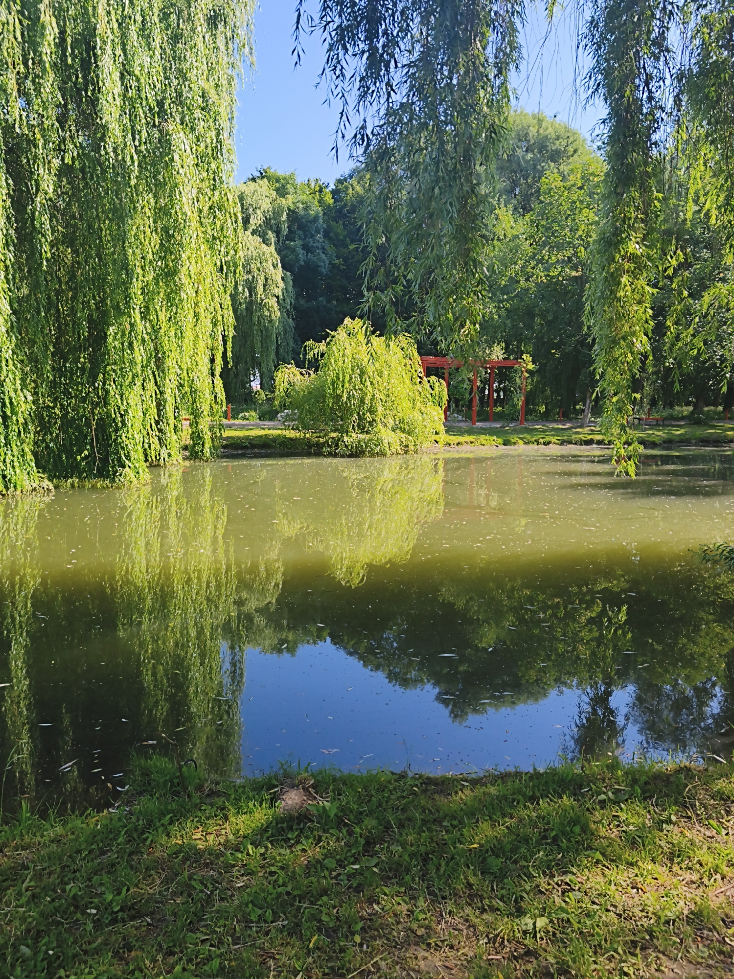 This image depicts a serene park scene in Ternopil, Ukraine, featuring a tranquil pond surrounded by lush greenery. The foreground is dominated by a grassy bank, with sunlight dappling through the leaves of overhanging weeping willow trees, whose branches create a curtain-like effect. These trees, with their long, pendulous branches, cast reflections on the water's surface.
The pond itself occupies the mid-ground, its surface a murky green, reflecting the surrounding foliage and a clear blue sky. Scattered across the water are small white flecks, possibly fallen leaves or petals. In the distance, across the pond, a vibrant red Japanese-style archway stands out against the backdrop of dense trees. The archway appears to be a man-made structure within the park. Further back, a small, bright green tree or shrub sits on a small island in the pond, adding a focal point. The overall impression is one of a peaceful, natural setting within an urban environment, typical of a park designed for relaxation and contemplation.