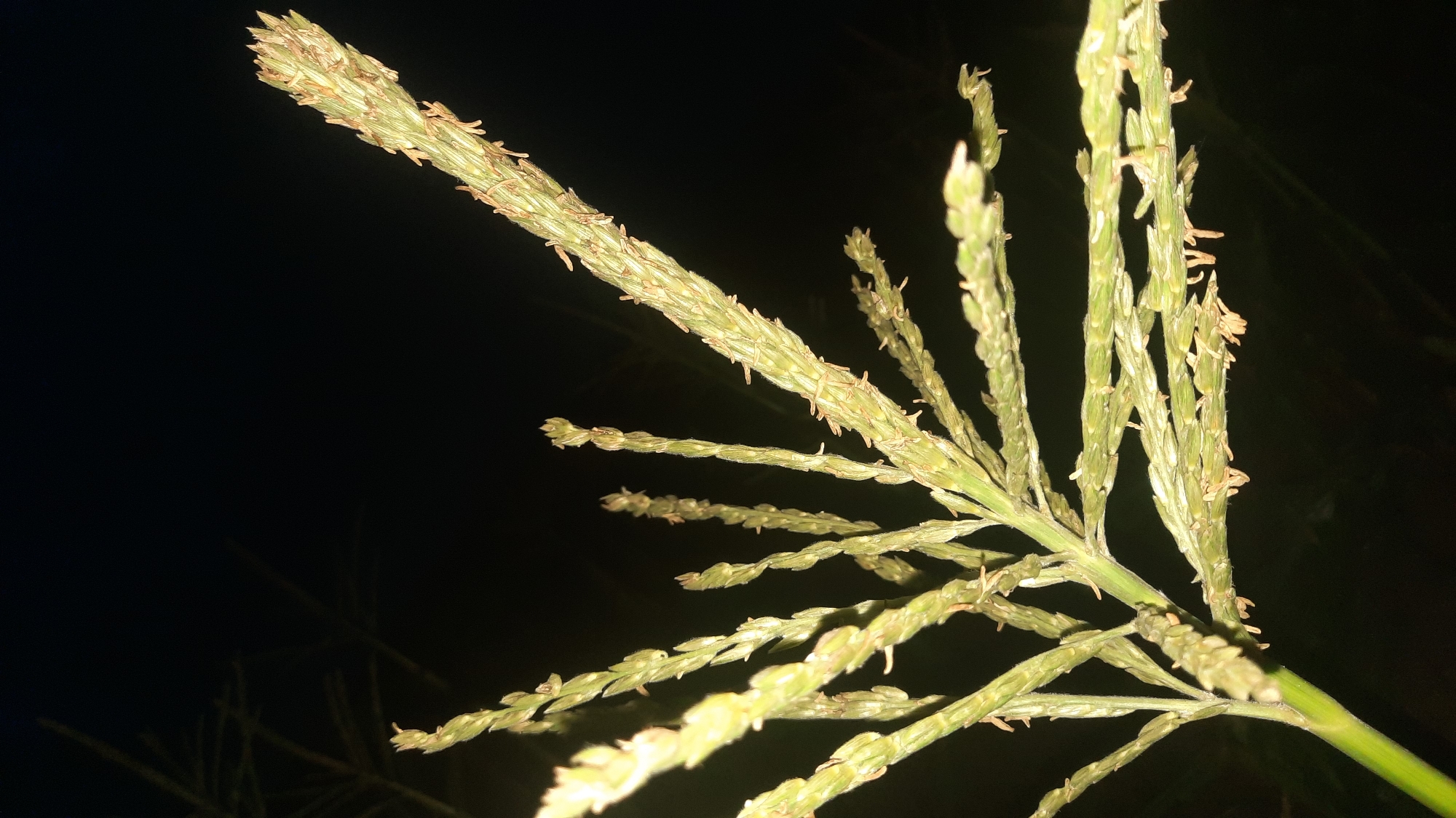 The image displays a close-up view of a plant's inflorescence against a dark, presumably nighttime, background. The inflorescence consists of numerous spikelets arranged along a central stem and branching structures. Each spikelet appears to be a light green color, elongated and somewhat cylindrical, with smaller, individual florets visible along its length. Many of these florets have short, reddish-brown structures extending outwards, possibly stamens or stigmas, adding a textured detail to the plant. The lighting highlights the plant, making its details stand out against the deep blackness of the surroundings. There are no visible people, structures, or any elements that would suggest an urban setting or a specific location within the city of Shklov, Belarus. The scene is purely botanical and lacks any contextual environmental cues.