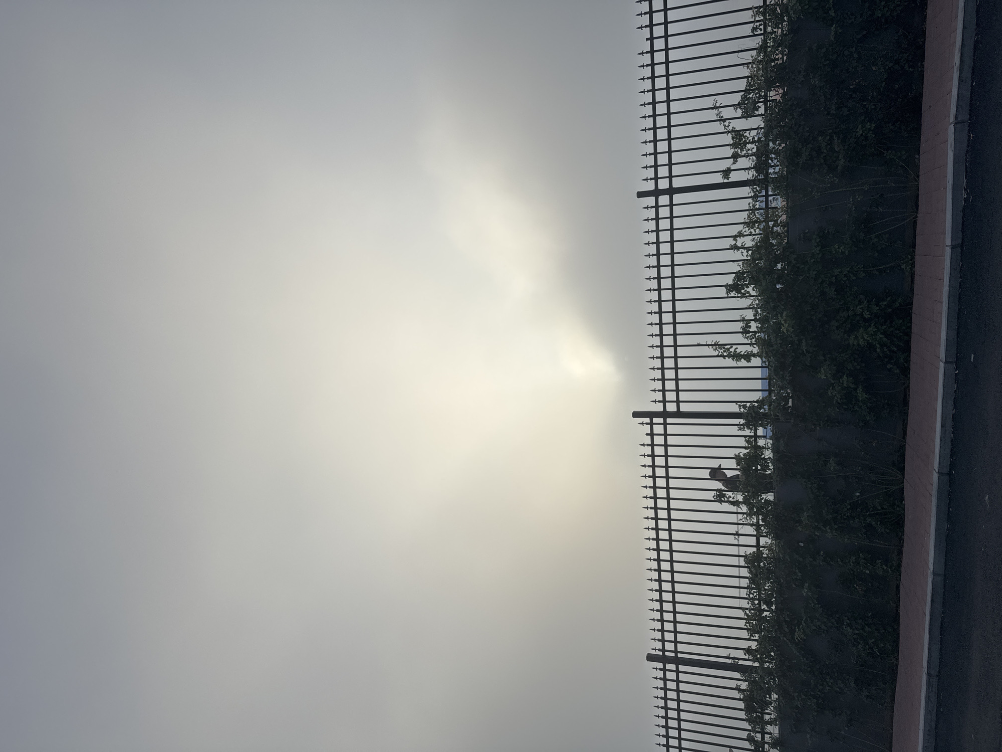 In the city of Zhongtun, China, a person walks along a paved path next to a black metal fence topped with pointed finials. The fence borders a retaining wall covered in dense green foliage. Beyond the fence, the sky is overcast and hazy, with the sun weakly illuminating the scene from behind the clouds, creating a diffused, bright area in the upper portion of the image. The ground in the foreground is asphalt.