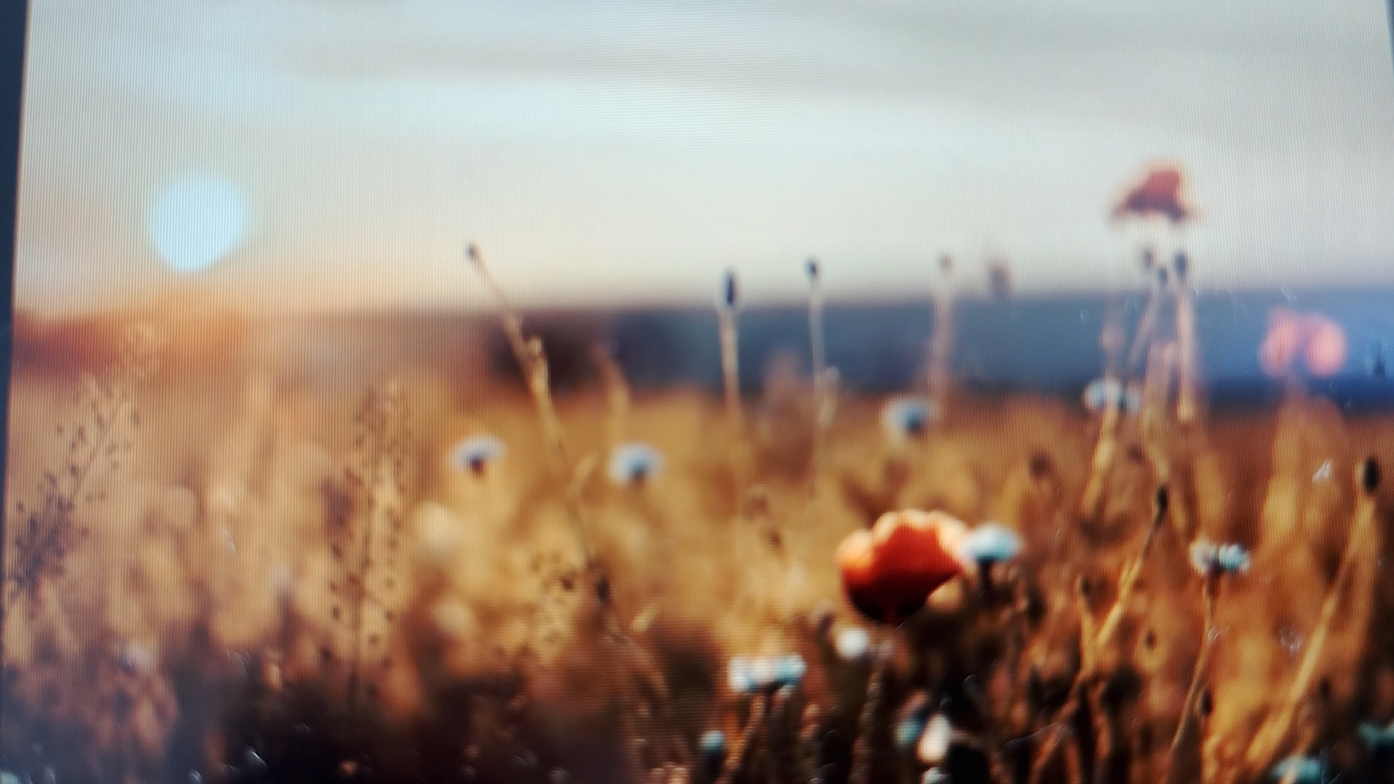 The image depicts a field of wild flowers, likely poppies, with a soft, ethereal quality due to its shallow depth of field and blurred focus. The dominant colors are warm tones of orange, yellow, and brown, suggesting a sunset or sunrise. In the distance, a pale blue circular shape is visible in the sky, possibly the sun or a lens flare. The foreground is filled with various flowers and grasses, some with delicate blue petals. The scene evokes a sense of peace and natural beauty. Without any visual cues like landmarks or specific architectural styles, it is impossible to pinpoint the location to Smolyan, Bulgaria.