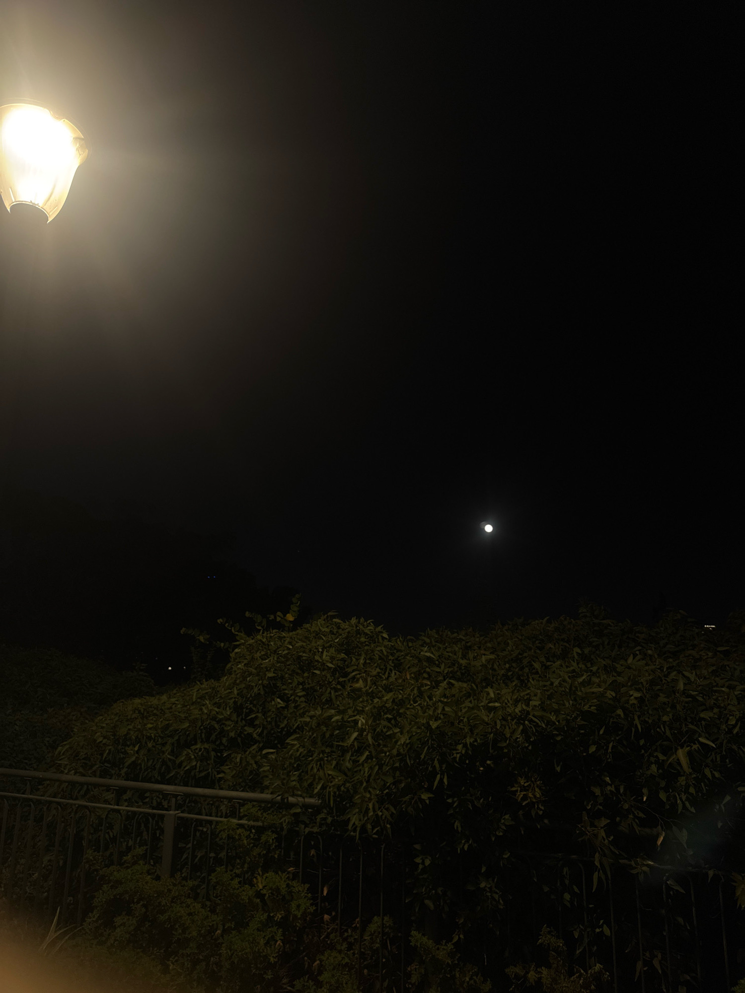 The image depicts a night scene in Ramat Gan, Israel, illuminated by a streetlamp on the left and the moon in the sky. A dark, dense hedge of foliage dominates the lower half of the frame, separated from the foreground by a metal fence. The streetlamp casts a bright, warm glow, creating a hazy halo effect in the surrounding darkness. The moon is a small, bright orb in the vast blackness of the night sky, positioned above the hedge. The overall atmosphere is calm and serene, with the natural elements of the moonlit night contrasting with the artificial light of the streetlamp. The vegetation suggests a garden or park area within the city.