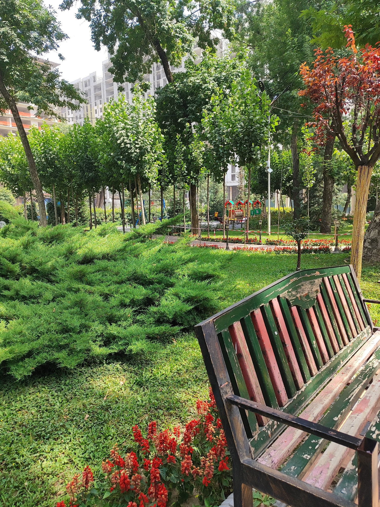The image depicts a park scene, likely in Dushanbe, Tajikistan, featuring a weathered wooden bench in the foreground, painted with alternating green and red stripes, and showing signs of wear and tear. Behind the bench, a lush, low-lying green bush dominates the left side of the frame, interspersed with clusters of vibrant red flowers. In the mid-ground, a pathway lined with more red flowers leads towards a playground area with colorful equipment. Tall, slender trees with dense green foliage are arranged in rows, creating a sense of order within the park. Further in the background, buildings are visible, including a multi-story structure that appears to be under construction, suggesting an urban setting. The overall environment is natural and well-maintained, with a clear emphasis on greenery and recreational spaces. The lighting suggests it is daytime, with sunlight casting shadows. No people are visible in the image.