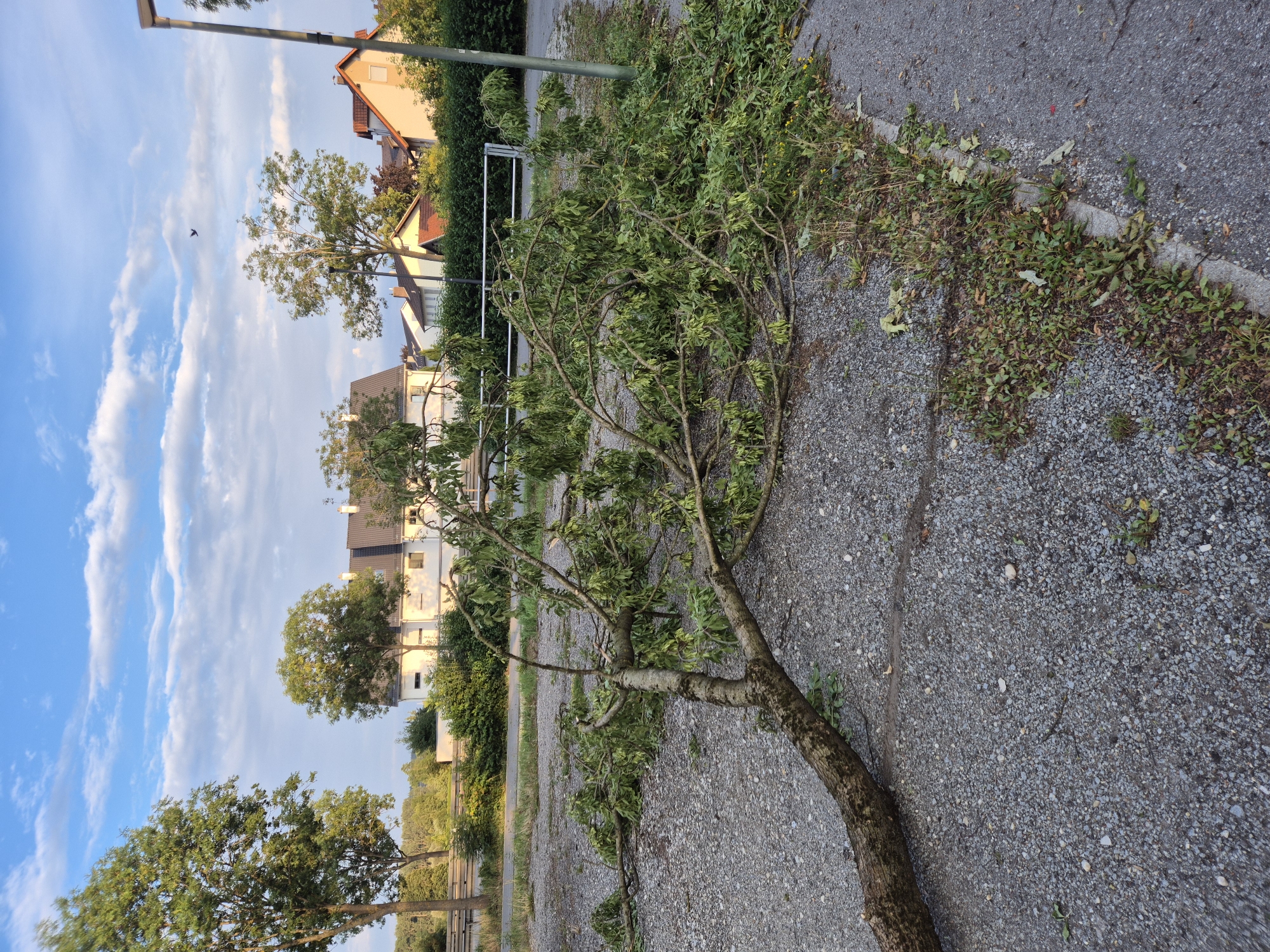 A fallen tree lies on a gravel and asphalt surface in Ergolding, Germany, near a residential area. The tree has a thick trunk and several branches with green leaves are scattered across the ground. In the background, there are houses with pitched roofs and trees. The sky is blue with white clouds, and a bird is visible flying in the distance. A lamppost stands to the right of the frame. The scene appears to be after a storm, with the tree likely having been uprooted or broken.