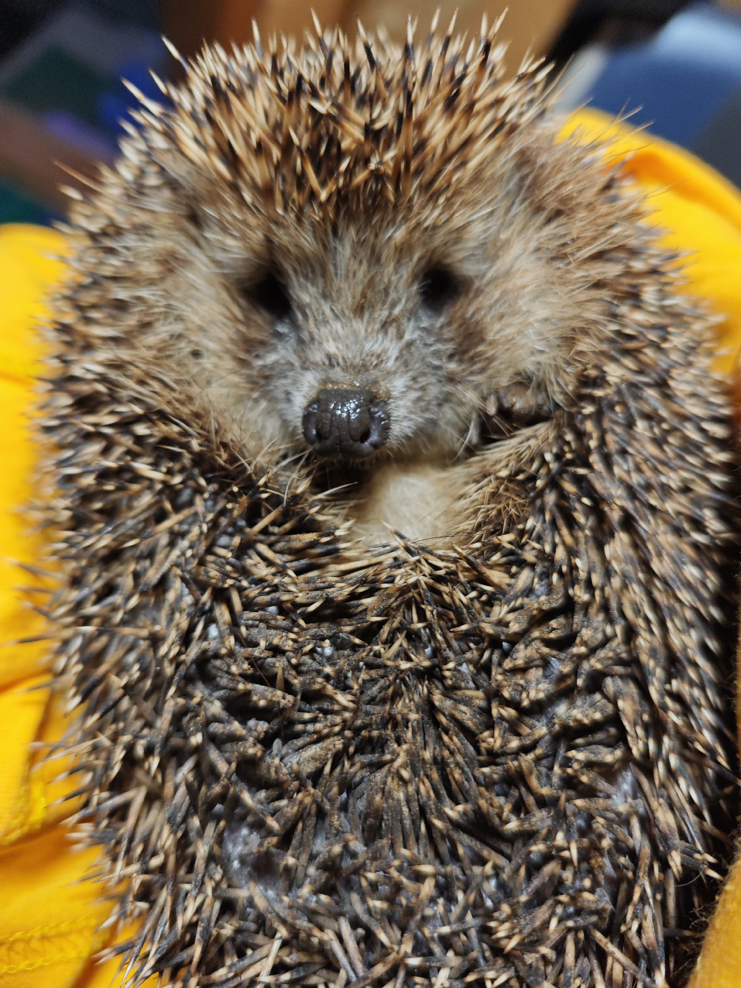 A close-up shot depicts a hedgehog, its face visible with small, dark eyes and a wet nose. The body is covered in dense, brown and black spines. The hedgehog is resting on a yellow cloth or blanket. The image's focal point is on the hedgehog's face, providing clear details of its features. The depth of field is shallow. There is no indication that this image was taken in the city of Фоки, Russia.