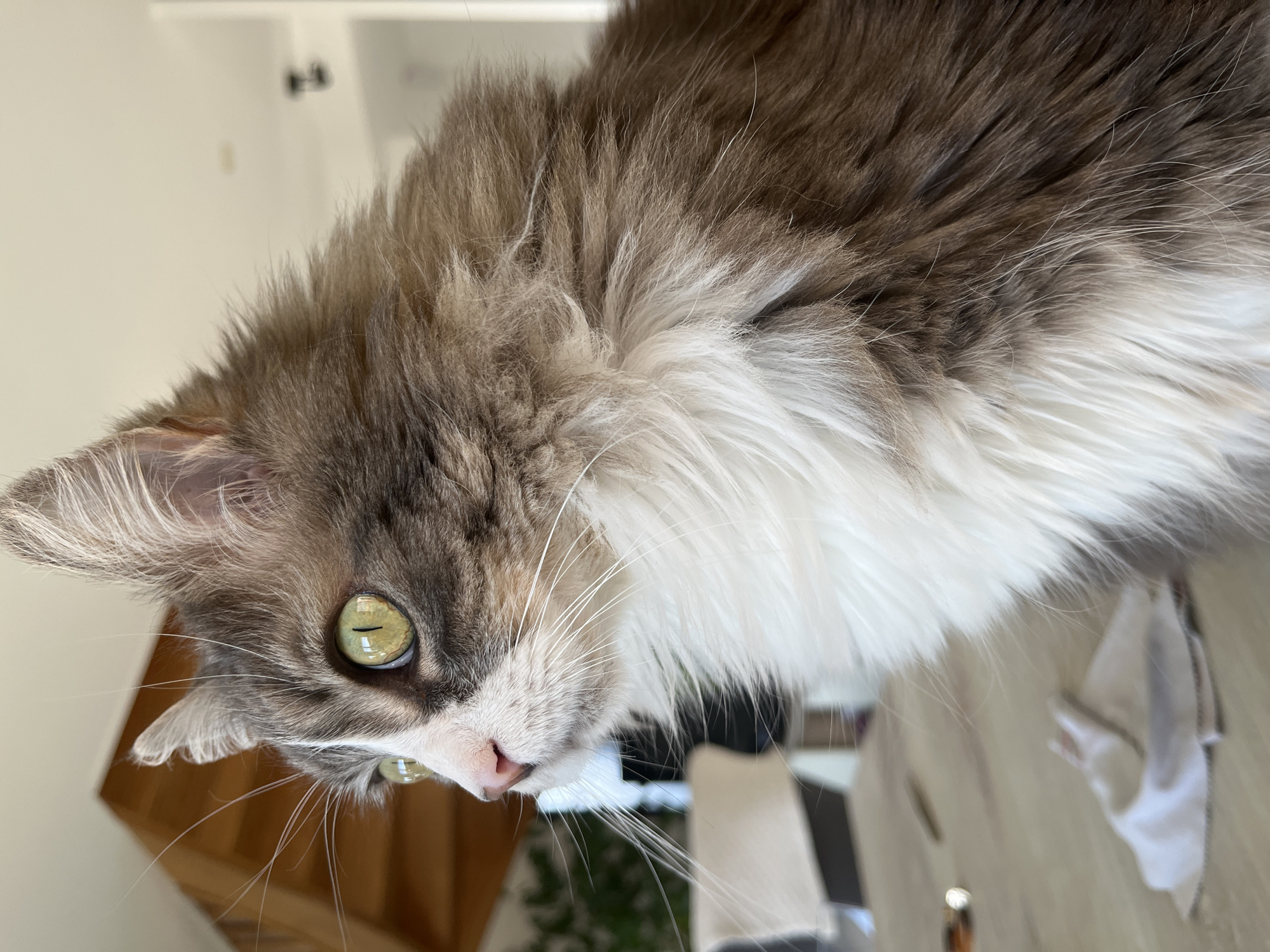 A medium-sized cat with grey and white fur is shown in a close-up shot. The cat has light green eyes and a pink nose. The background is blurred, showing elements of a room including a chair and table, but the focus remains on the cat. The location is likely in an indoor setting in Chambœuf, France, although specific details to confirm the location are not visible in the image.