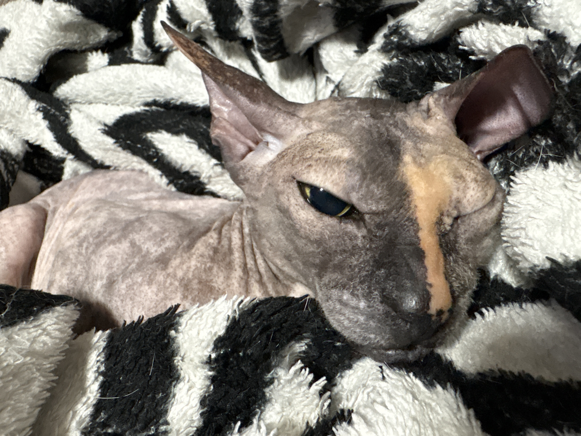 A hairless cat with a gray coat and brown markings around its nose and eyes is lying on its back, nestled in a black and white striped blanket. The cat's eyes are open and its ears are alert. The blanket appears to be soft and plush, with a fuzzy texture. The cat is positioned in the center of the frame, with its head tilted slightly to the side. There are no discernible environmental details in the image that would indicate a specific location in Марковский, Russia.