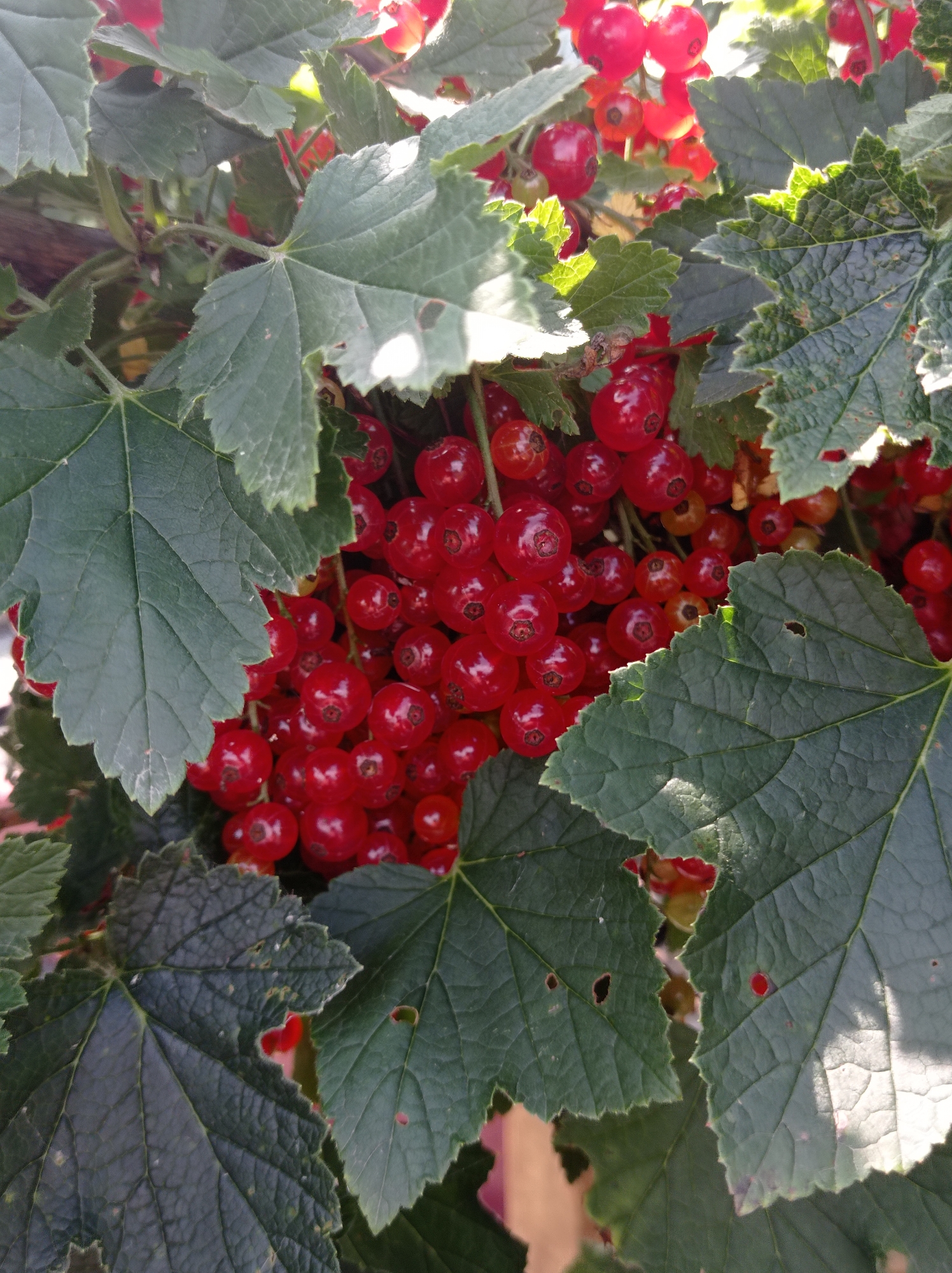 A close-up, eye-level shot displays a cluster of ripe red currants nestled amongst lush green leaves. The berries are tightly packed on their stems, their translucent skins reflecting the sunlight. The leaves are broad and veined, with some showing signs of minor damage, such as small holes. The background is a soft blur of more leaves and red currants, suggesting a dense bush. The overall impression is one of natural abundance and the vibrant colors of a summer harvest. This image was taken in Degtyarsk, Russia.