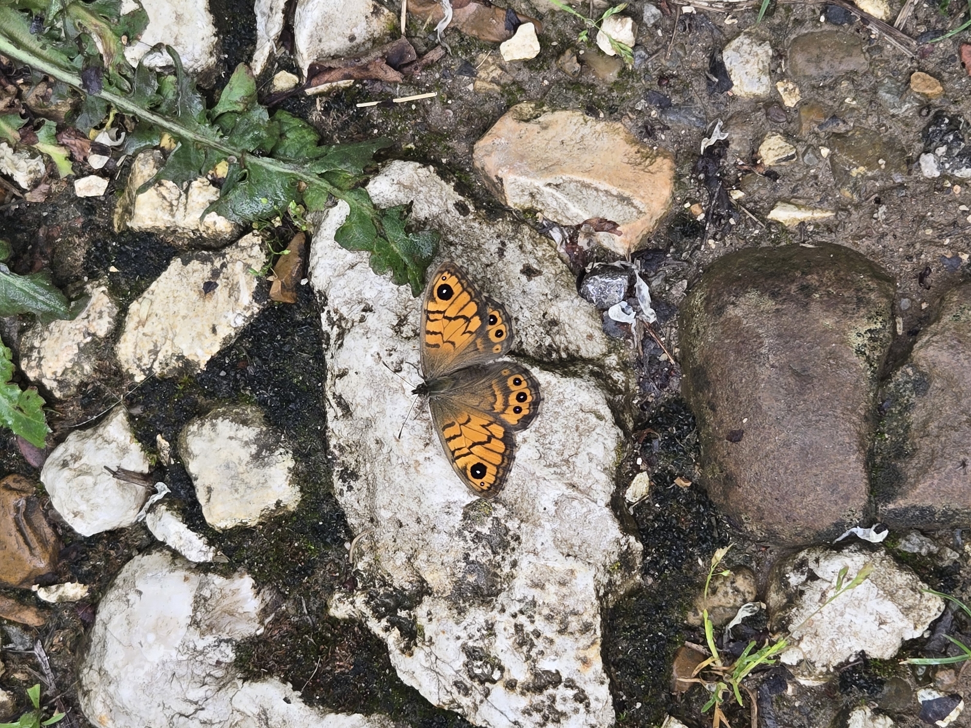 The image shows an orange and brown butterfly resting on a light-colored stone amongst other stones and vegetation. The stones vary in size and color, ranging from light grey to brown, with some covered in moss or dark debris. Green leaves and stems are visible amongst the stones. The setting appears to be outdoors, possibly a garden path or a natural area. The city and specific location are unknown.