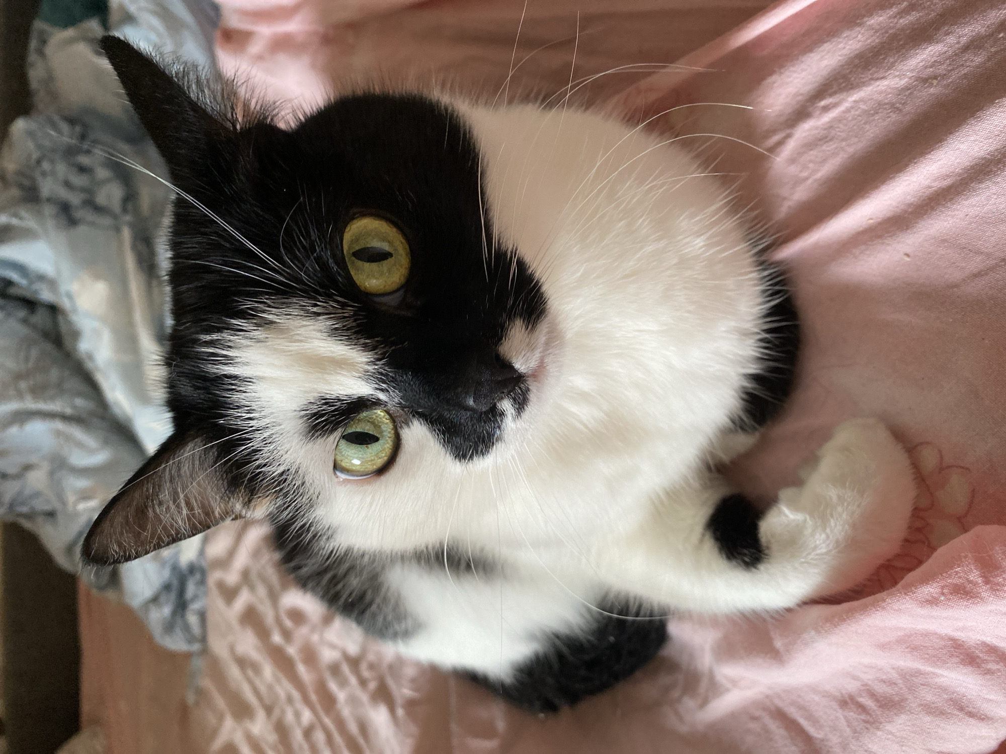 A black and white cat with striking green eyes is lying on a pink, textured surface, possibly a bedspread. The cat's face is half black and half white, with a black patch over its right eye and a white patch over its left. Its body is mostly white with black patches on its back and tail. The cat is looking directly at the camera with a calm expression. The background is blurred, showing what appears to be bedding in muted colors. The lighting is soft and natural, suggesting it's an indoor setting. There is no indication of the city of Protvino, Russia in the image.