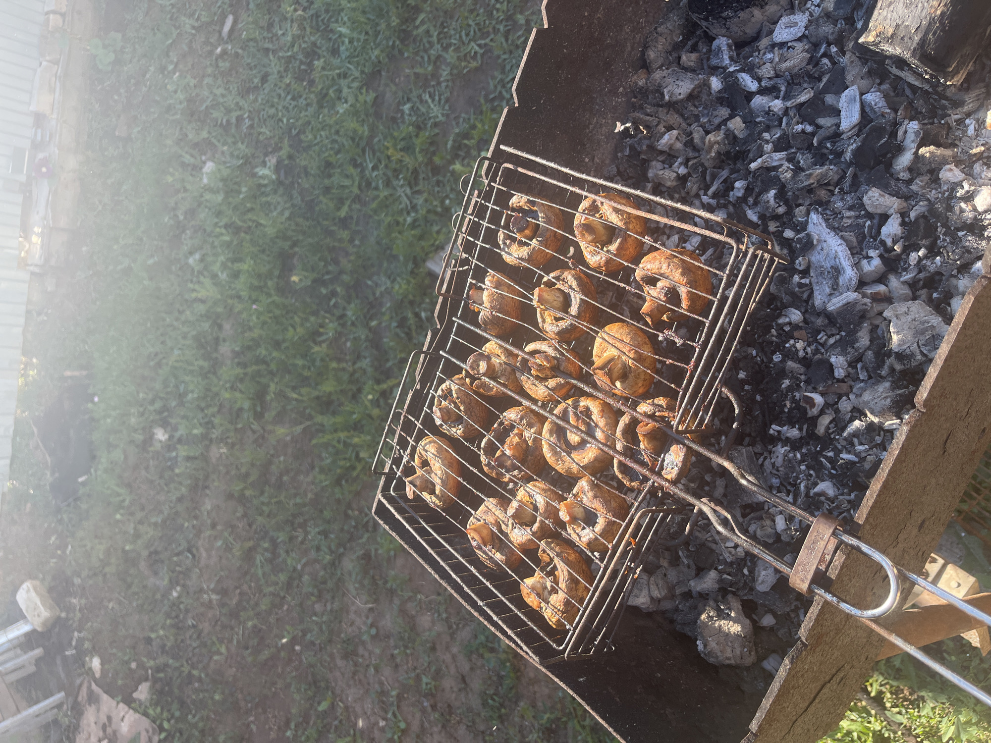 The image shows whole mushrooms being grilled on a barbecue. The mushrooms are placed on a metal grill rack, which is positioned over hot coals in a barbecue pit. The scene is set outdoors, likely in a backyard or park, with green grass and a fence visible in the background. The sunlight suggests it is daytime, possibly late afternoon or early evening due to the warm, soft light and shadows. The mushrooms appear to be cooked, with some charring on their surfaces, indicating they are being prepared for consumption. The overall mood is one of casual outdoor cooking and enjoyment. No people are visible in the image. There is no visible text. The location context is Rakhinka, Russia.
