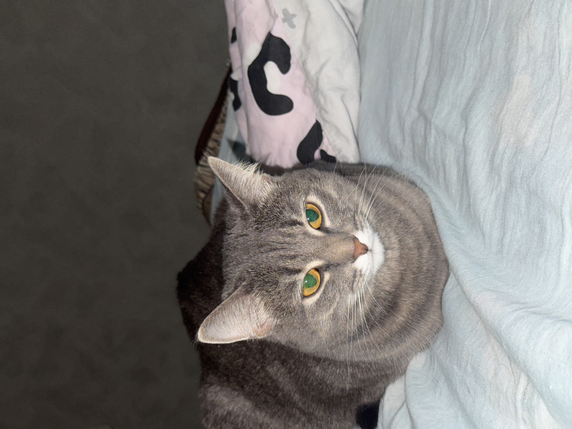A grey tabby domestic cat (Felis catus) is centrally positioned in the lower half of the frame, resting in a 'loaf' posture with its paws tucked beneath its body. The cat's head faces forward, with a slight downward gaze. Its eyes display a prominent yellow-green retroreflection, consistent with flash photography in low light conditions. The cat's fur is grey with darker stripes, and its nose is pinkish-brown. White whiskers are visible. The cat is situated on light blue bed linens. To the right, a pillow with a light pink cover patterned with irregular black shapes is partially visible. Behind the cat, a dark grey or black textured fabric is present. The background is a dark, undifferentiated surface, likely an interior wall or room feature, suggesting an indoor setting with limited ambient light. No human subjects are present, and no specific actions or interactions beyond the cat resting are depicted. The image contains no discernible features to determine its location within the city of Chaikovsky, Russia, or any other specific geographic area.