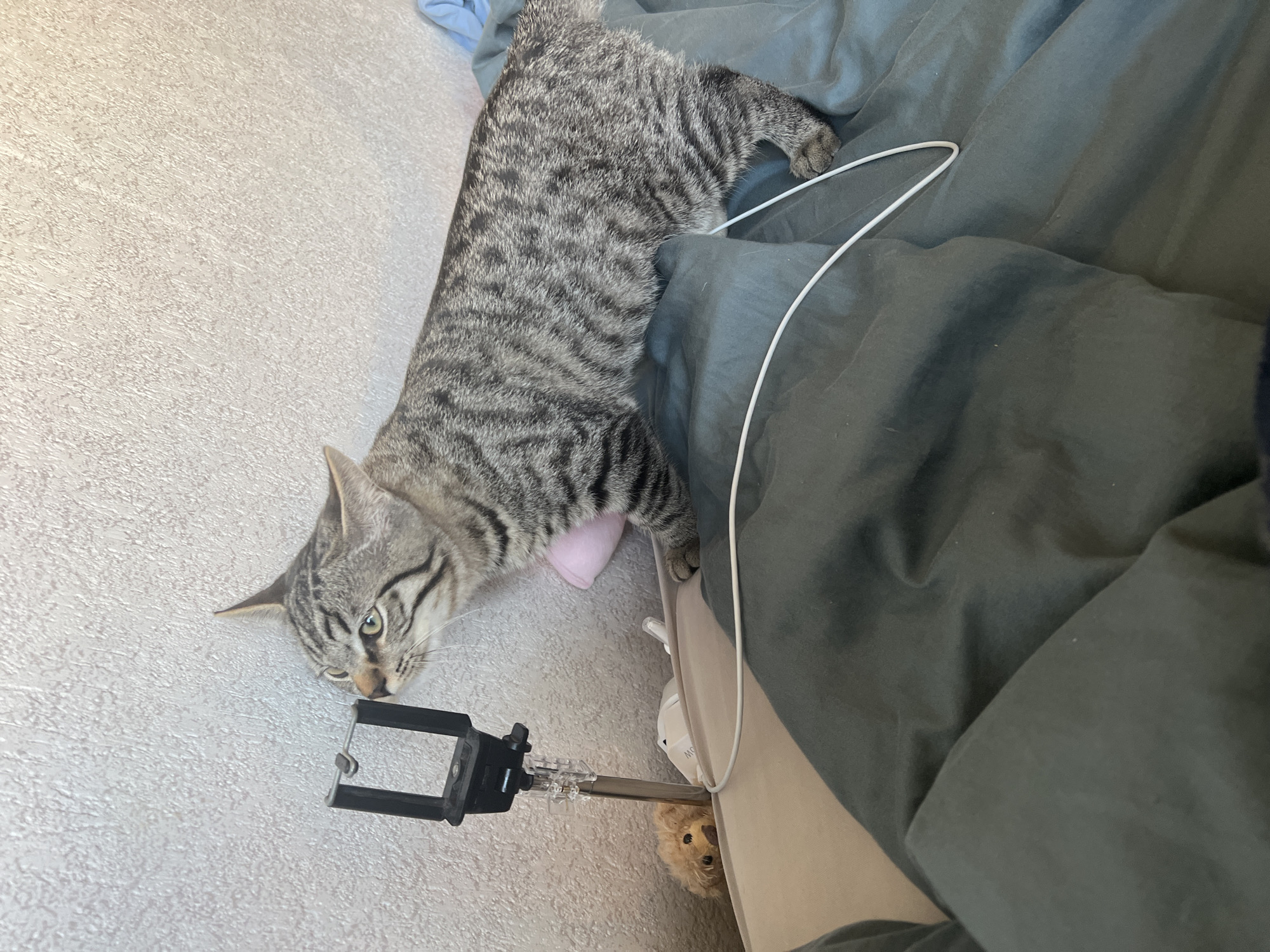 A grey tabby cat with black stripes is captured in a side profile, its head tilted towards a black smartphone holder mounted on a silver extendable pole. The cat's body is positioned on a bed with dark grey and beige bedding, and a white cord is draped across the fabric. In the background, a textured light-colored wall is visible. Partially obscured by the pole is a small, light brown teddy bear. The scene is indoors and appears to be a casual setting, possibly a bedroom. There are no identifiable landmarks in the image to suggest a specific location in Genemuiden, Netherlands.