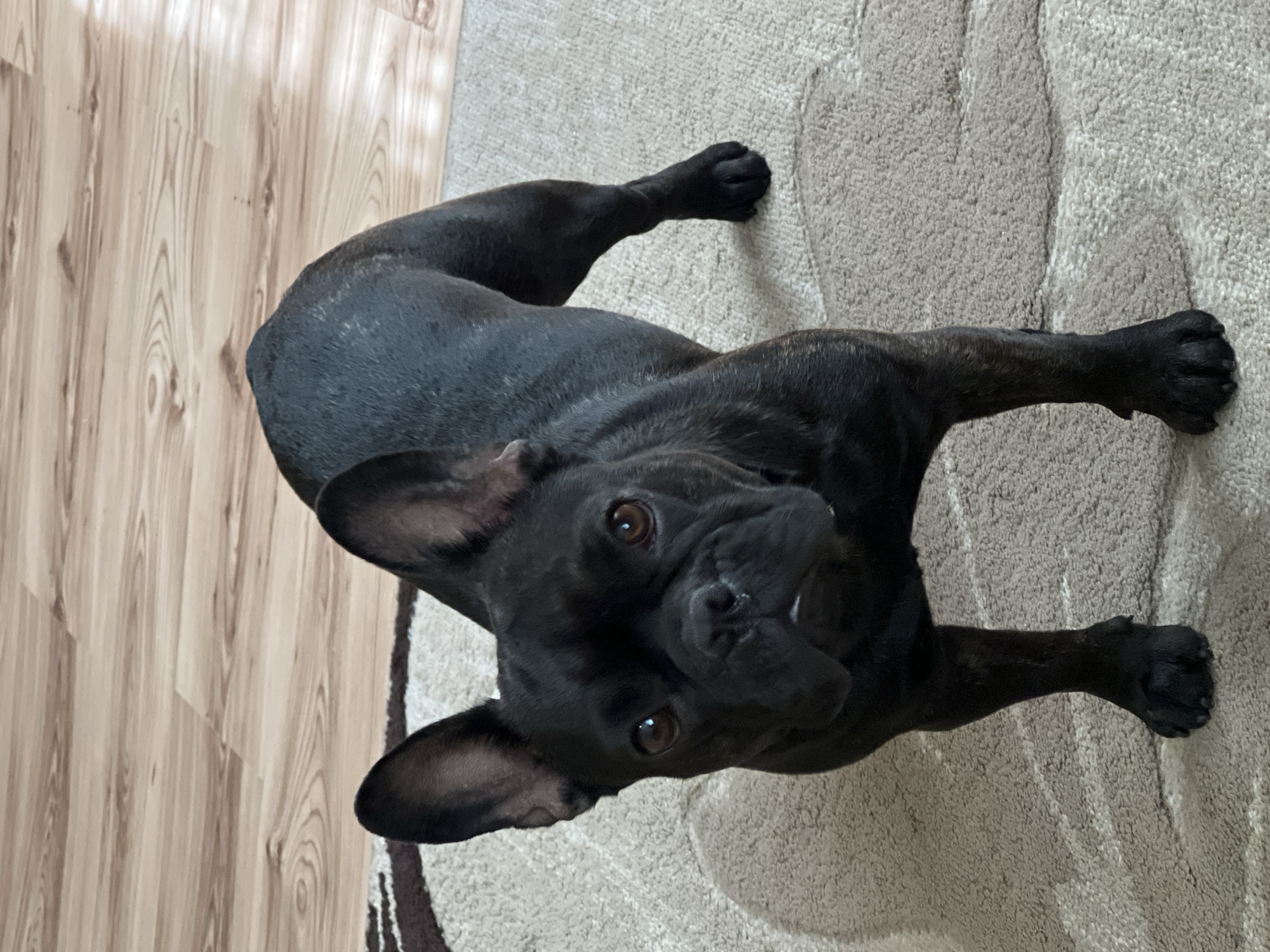 A black French Bulldog is standing on a rug in a room. The dog is facing the camera with its head slightly tilted. The dog has large, erect ears and dark brown eyes. Its fur is short and black with some brindle markings. The rug is light beige with a subtle pattern. In the background, a wooden floor is visible. The scene appears to be indoors, likely in a residential setting. There are no people or other animals present in the image. The lighting is natural, suggesting it might be daytime.