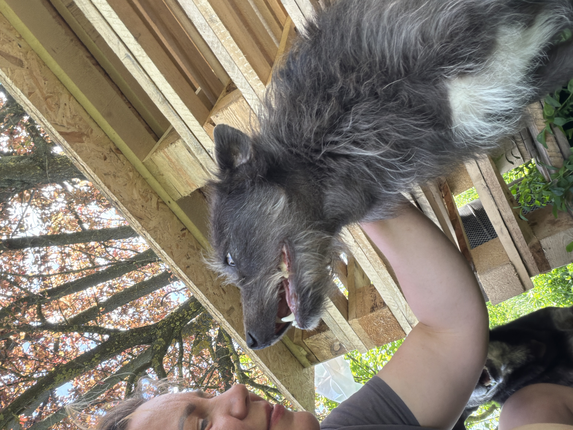 A person lies on their back, holding a gray, long-haired dog above them. The dog's mouth is open, displaying teeth. Overhead, there is a wooden structure made of light-colored planks, with branches and foliage visible through the gaps. Another dog is partially visible in the lower right corner. The location is Leningradskaya, Russia, as indicated by the prompt.