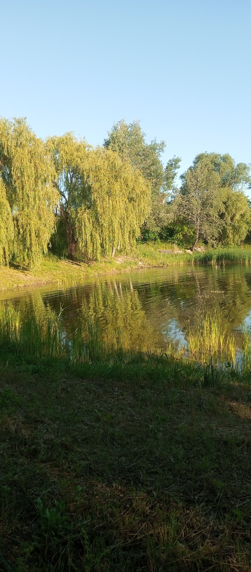 The image shows a body of water bordered by lush green grass and trees. The water reflects the surrounding foliage and the clear blue sky. Several weeping willow trees with their characteristic drooping branches are visible on the left bank. In the background, a dense cluster of deciduous trees forms a green backdrop. The foreground is dominated by a grassy area with some tall reeds growing at the water's edge. The scene appears to be a serene natural setting, possibly a park or a lake, in daylight. There are no people or animals visible in the image.