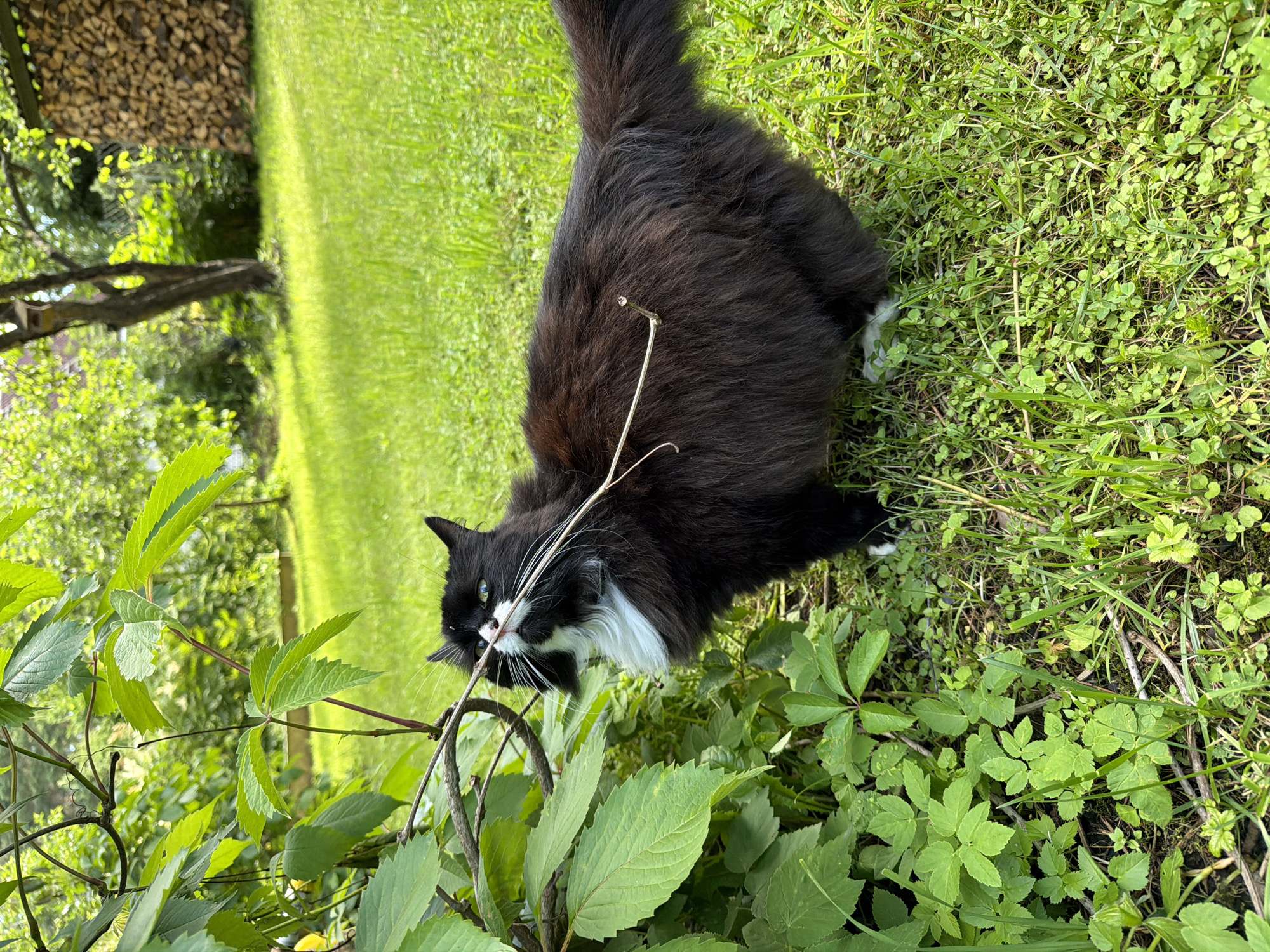 In a grassy yard in Orekhovo, Russia, a fluffy black and white cat is sniffing a thin branch. The cat is facing left, with its head turned towards the branch. The cat's fur is long and dark, with a white chest and bib. Its eyes are open and its whiskers are long and white. The cat's tail is bushy and extended behind it. The background of the image is a lush green lawn, with trees and a stack of firewood visible in the distance. The lighting suggests it is daytime.