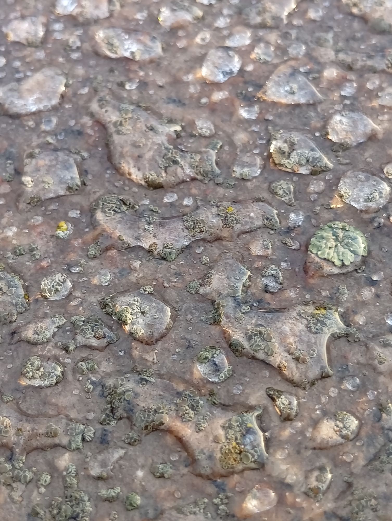 The image shows a close-up, overhead view of a wet, textured surface, likely a stone or concrete pavement with some lichen growth. Small puddles and water droplets are scattered across the surface, reflecting light. The lichen appears in various shades of green and grey, forming irregular patches and clusters. The overall impression is of a natural element interacting with an urban environment. The image does not contain any people, actions, or interactions. The location is not specified in the image itself.