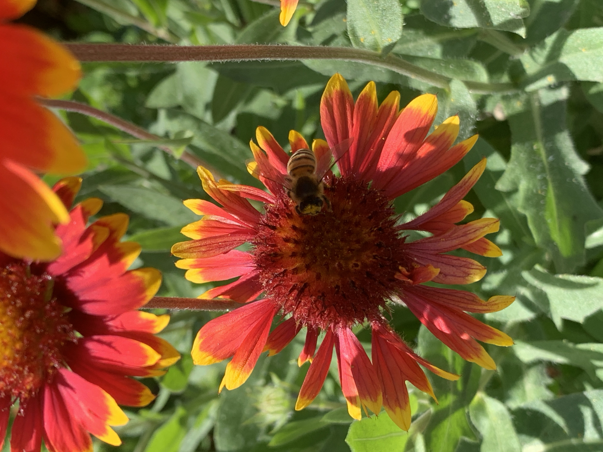 A close-up, vertical, outdoor shot shows a bee on a red and yellow flower. The flower has multiple petals that are red at the base and fade to yellow at the tips. The center of the flower is a dark red, textured disk. The bee, with its striped abdomen and fuzzy body, is positioned on the petals, appearing to be collecting nectar. The background consists of out-of-focus green foliage, suggesting a garden or natural setting. The lighting indicates it is daytime. This scene does not provide any information about its location in Stavropol, Russia.