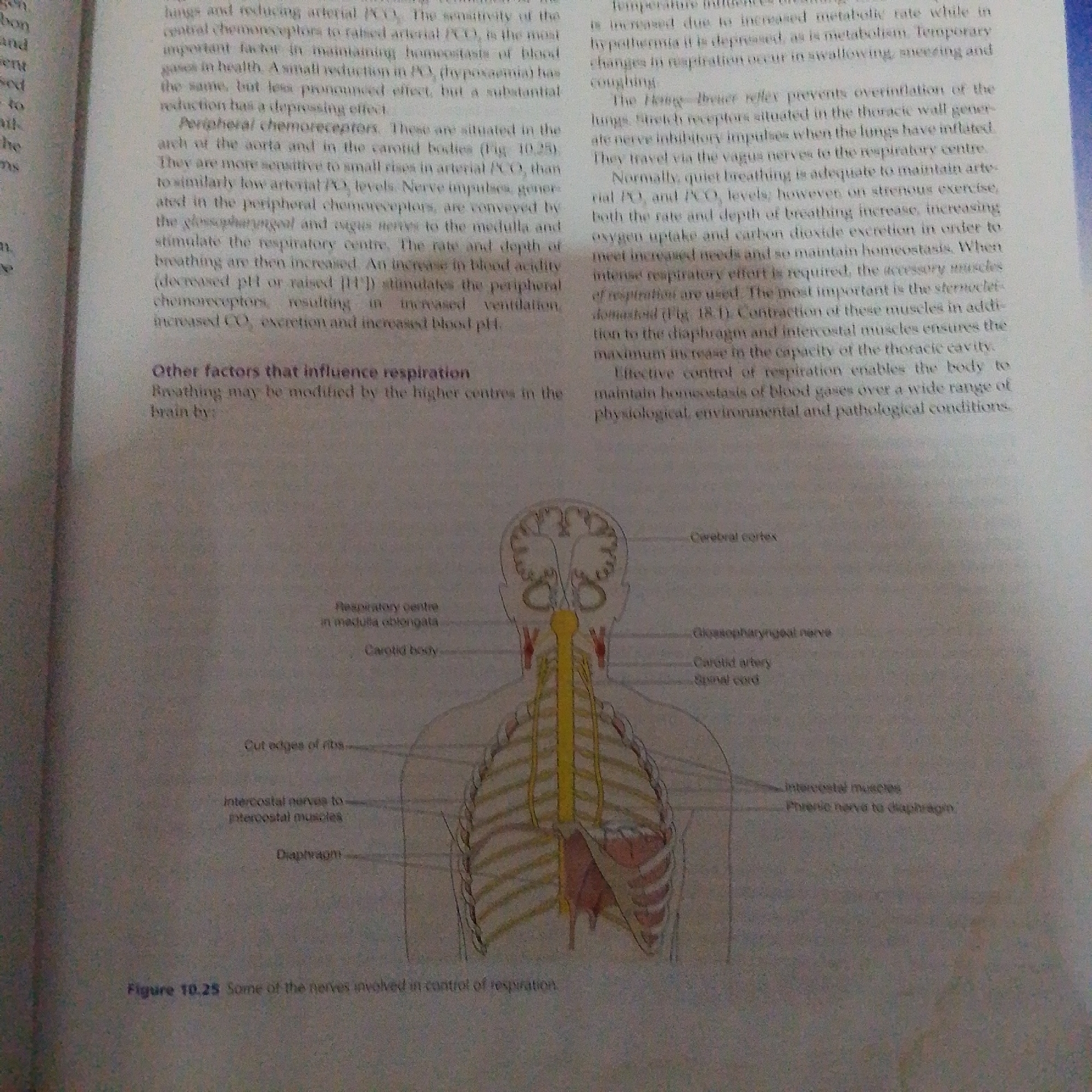 The image is a photograph of a page from a textbook, featuring an anatomical diagram of the human nervous system related to respiration. The text discusses chemoreceptors, the respiratory center in the brainstem, and other factors influencing breathing. The diagram illustrates the brain, spinal cord, rib cage, diaphragm, and associated nerves such as the glossopharyngeal nerve, vagus nerve, phrenic nerve, and intercostal nerves. Labels point to structures like the cerebral cortex, medulla oblongata, carotid body, and carotid artery. The image is a close-up of the textbook page and does not depict any real-world scene or location in Jalingo, Nigeria.