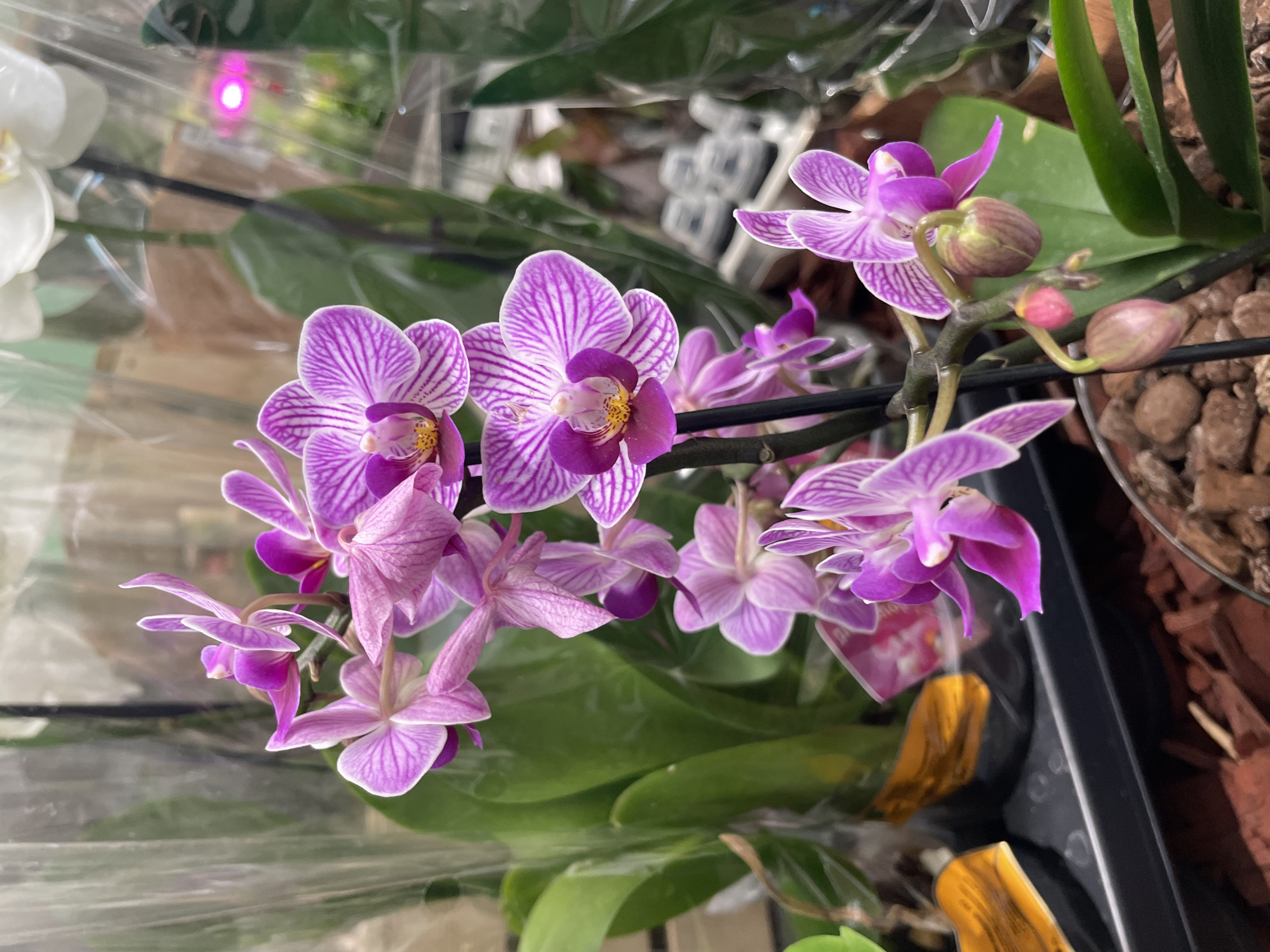 The image shows a close-up view of several pink and white phalaenopsis orchids in bloom. The orchids have delicate petals with intricate purple stripes. Some of the flowers are fully open, while others are still buds. The plants are housed in a black plastic pot filled with bark chips. In the background, there are other plants and the general environment appears to be a retail setting, possibly a greenhouse or flower shop, suggested by the presence of plastic wrapping around some plants and blurry shelves or displays. The lighting is soft and diffused. The location is unknown.
