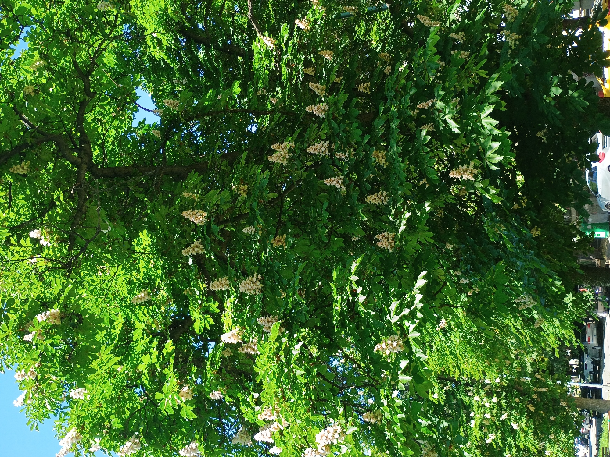 The image shows a view looking up into a tree with lush green leaves and white flowers. Some branches are visible in the foreground, with patches of blue sky peeking through the canopy. In the background, blurred shapes suggest a city street with buildings, parked cars, and a street sign. The photo appears to be taken from a low angle, emphasizing the height and density of the tree.