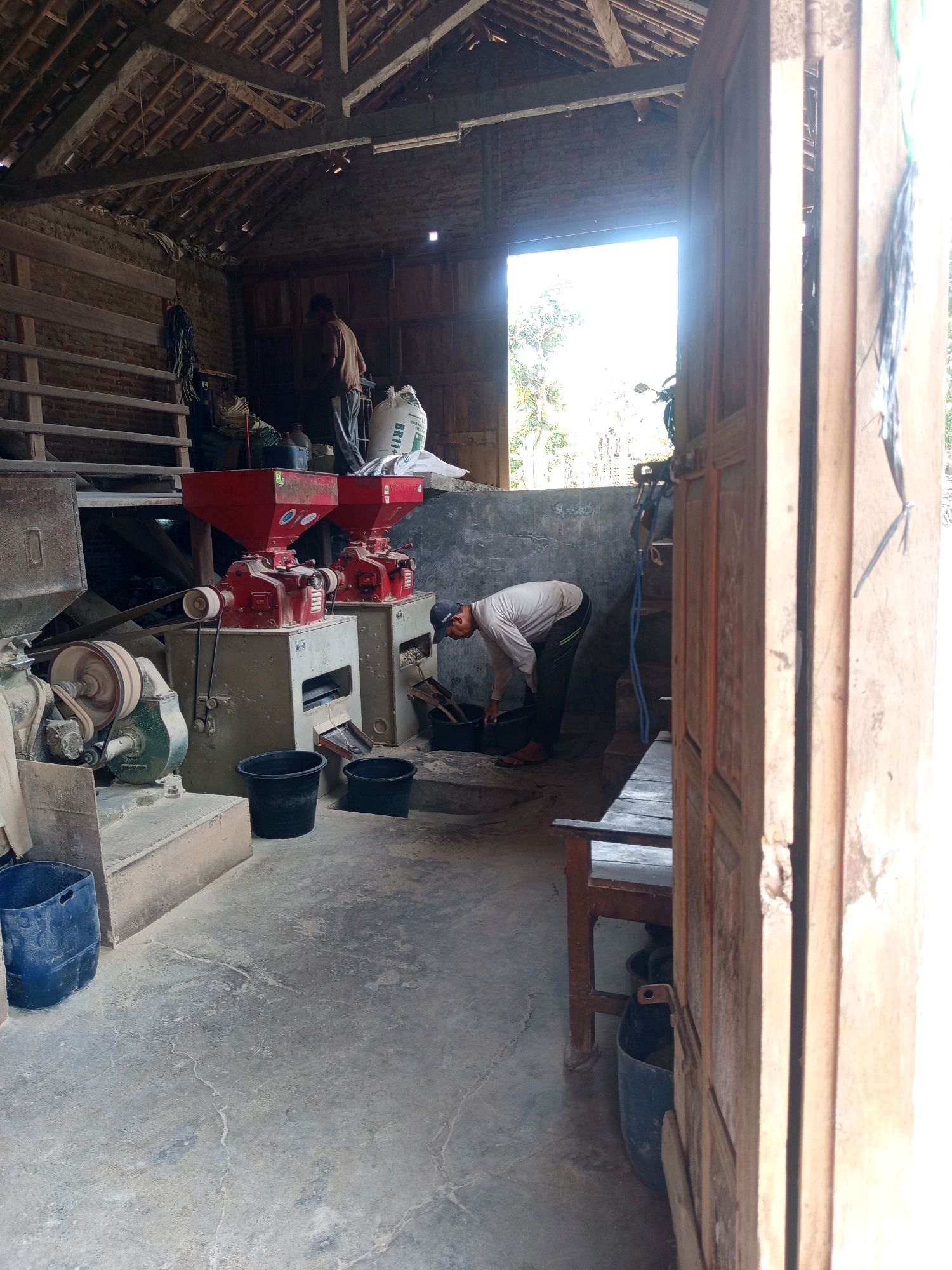 The image depicts the interior of a rustic building, likely a storage or processing facility, in Tuksono, Indonesia. The structure features a thatched roof supported by visible wooden beams and a concrete floor. Sunlight streams in through a large opening, illuminating dust motes in the air.
In the foreground, a person wearing a light-colored long-sleeved shirt, dark pants with a green stripe, and a dark baseball cap is bent over, engaged in activity. They are positioned to the right of two red grain mills. The person appears to be scooping material from a bucket or container with their right hand, near a chute where grain is being processed.
The scene is filled with agricultural equipment. Two prominent red grain mills are central to the image, with belts connecting them to other machinery. To the left, a green and metallic machine, possibly another type of mill or processing unit, is visible, with its pulley system and belts also apparent.
Several black plastic buckets are placed on the floor near the milling equipment, presumably for collecting processed grain. A large blue plastic barrel sits on the left side of the frame. In the background, sacks of what appears to be grain are stacked, some with visible labels.
The environment suggests a working agricultural or food processing setting, with a palpable sense of manual labor. The open doorway on the right provides a glimpse of the exterior, with bright daylight and hints of vegetation, suggesting a rural or semi-rural location. The overall impression is one of a functional, perhaps older, facility engaged in the processing of agricultural products.