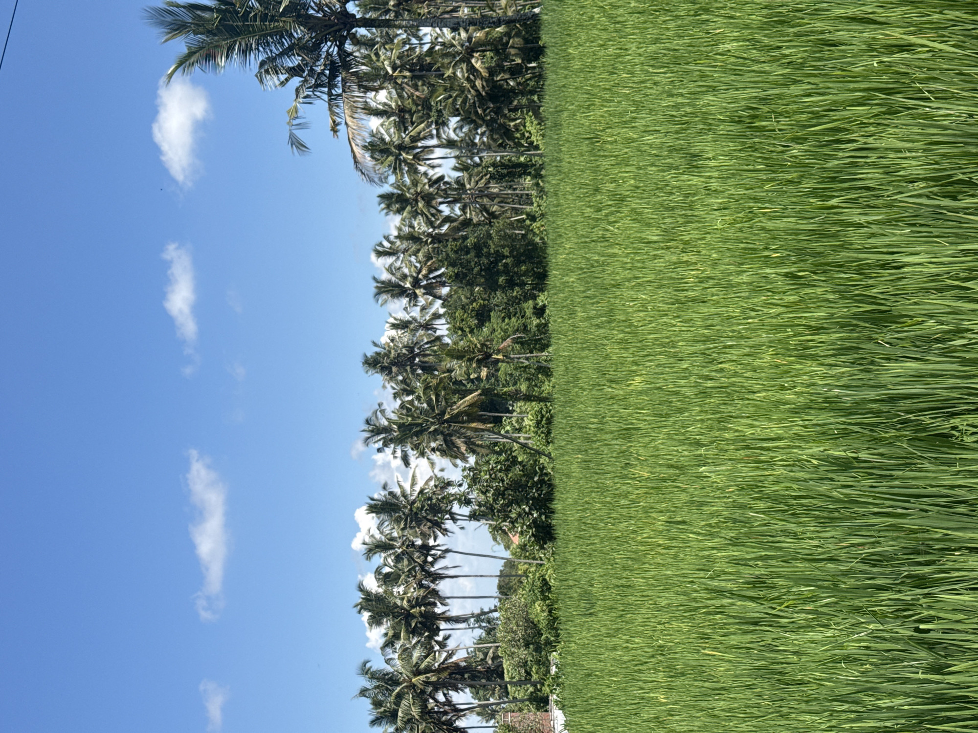 A landscape photograph captures a vibrant, green rice field occupying approximately half of the frame on the right. A row of palm trees with green foliage separates the rice field from a blue sky with scattered white clouds on the left. The scene is bathed in daylight. The photograph's location is in Pejeng, Indonesia. No people, objects, or actions are visible beyond what is described.