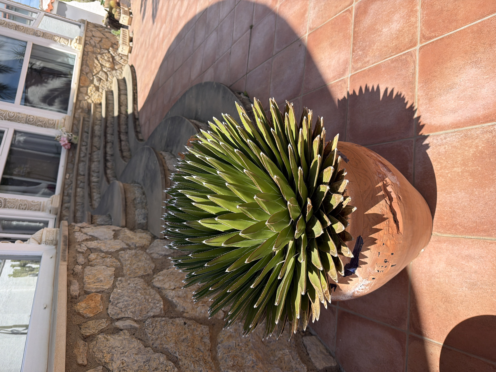 This outdoor scene, likely in Mont-roig del Camp, Spain, shows a large potted Agave plant occupying the foreground. The agave is characterized by its dense rosette of green, pointed leaves with white edges. The pot is a large, terracotta-colored ceramic piece, visibly aged with chips and discoloration. The plant and pot are situated on a terracotta tile-covered patio. The shadow cast by the plant is prominent on the tiles.
In the background, there are architectural elements including a stone wall, a staircase, and the corner of a building with windows. The building's style appears to be Mediterranean, with white frames. The stairs are constructed of gray stone. The light indicates a sunny day with a noticeable contrast between light and shadow.