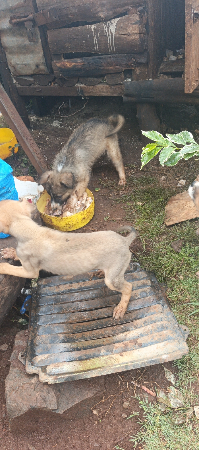 Two puppies scavenge for food outside a rustic wooden structure. One puppy, grey and brown, stands in a yellow bowl filled with bones. The other, tan-colored, walks atop a dark, ridged metal grate resting on the muddy ground. Patches of grass and a leafy plant surround the puppies. The scene appears messy and disorganized.