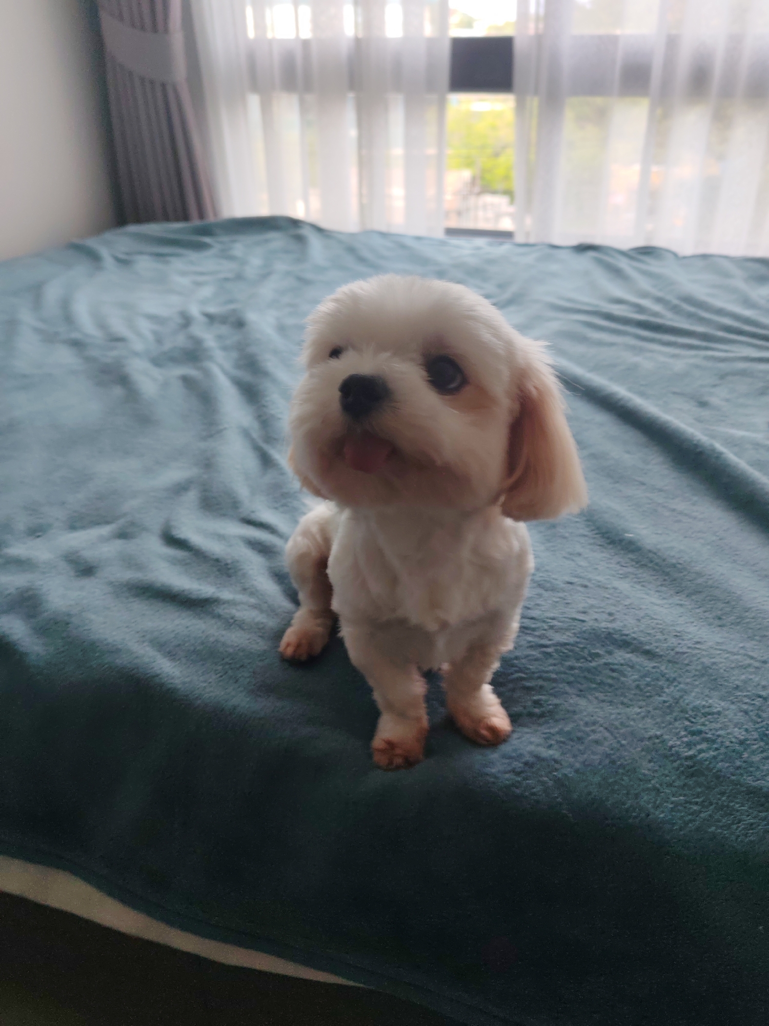 A fluffy white Shih Tzu puppy is sitting on a teal-colored bedspread. The puppy is facing the camera with its tongue slightly sticking out and its head tilted. It has dark eyes and light brown ears. The puppy's fur is fluffy and appears to have been recently groomed.
The bedspread is rumpled, suggesting it might be made of a soft, plush material. In the background, sheer white curtains hang over a window, allowing natural light to enter the room. Through the curtains, blurry greenery and what appears to be a building are visible, indicating an outdoor view. The lighting suggests it is daytime, and the overall atmosphere is relaxed and domestic. The puppy's pose and expression convey a sense of curiosity and playfulness. There is no visible text in the image. The setting appears to be a bedroom or a living area with a bed.