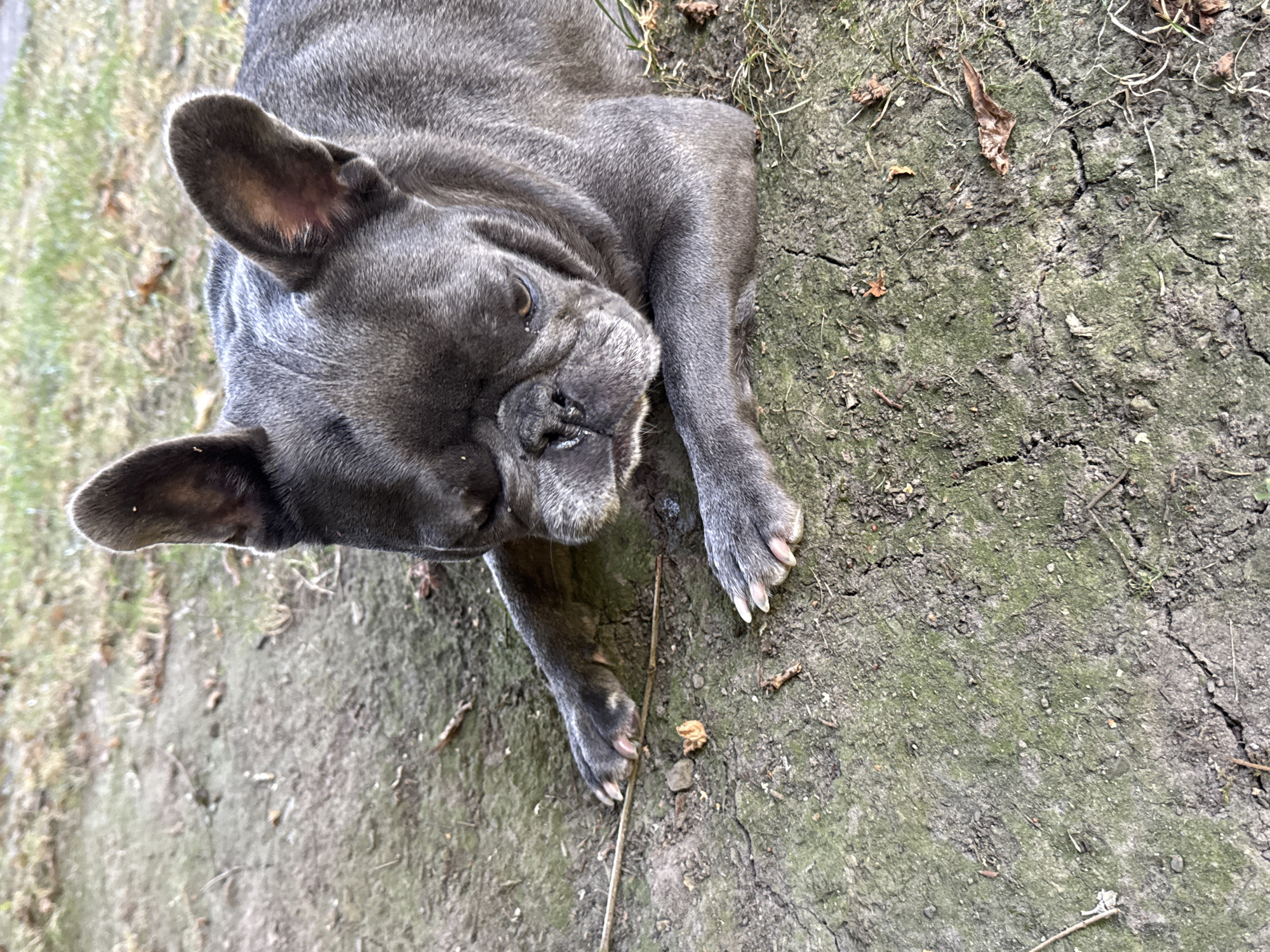 A blue French bulldog is lying on dry, cracked ground with patches of moss. The dog is in the foreground, facing right, with its head resting on its paws. Dry leaves and twigs are scattered on the ground around the dog. In the background, there is a blurred area of grass and more dry leaves. The scene is outdoors and appears to be in a natural or park-like setting. The location is identified as Bad Sachsa, Germany.