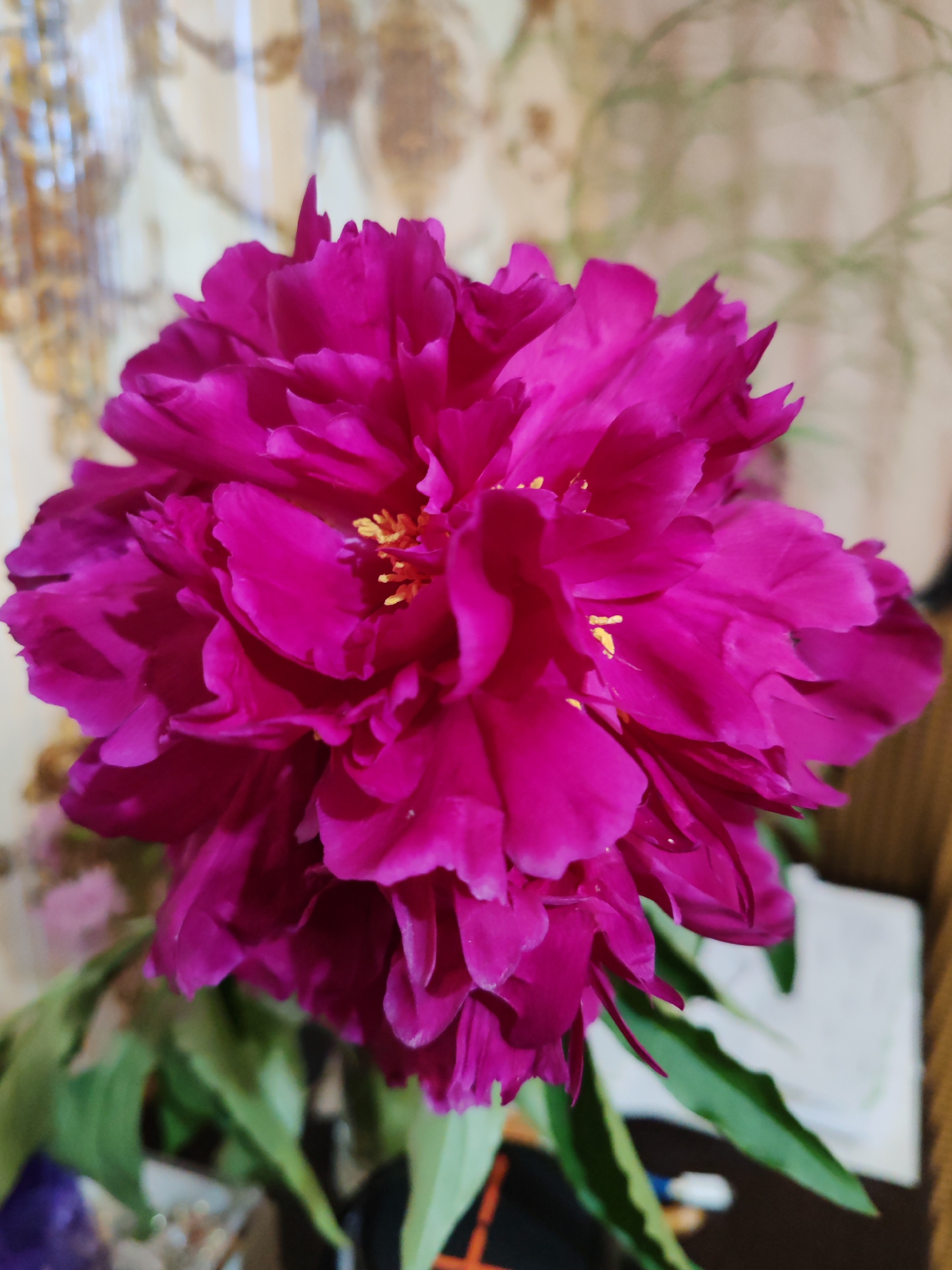 A close-up shot captures a vibrant magenta peony in full bloom. The flower is the central subject, filling most of the frame with its abundant, layered petals. The petals are a rich, deep pink, with some showing subtle variations in shade and texture. At the center of the flower, delicate yellow stamens are visible, adding a touch of contrast to the bold pink. The bloom appears lush and healthy, with hints of water droplets on some petals, suggesting it may have been recently misted or rained upon.
The background is softly blurred, providing a gentle contrast to the sharp detail of the peony. Behind the flower, a light-colored wall with an ornate, possibly patterned, wallpaper is visible. The pattern appears to be in muted tones of beige and gold, with some darker accents creating a sense of depth. To the right of the flower, a blurred white object, possibly a piece of paper or fabric, is discernible. Green leaves of the peony extend from the bottom of the frame, providing a natural complement to the flower's vibrant color.
The lighting suggests an indoor setting, perhaps a room in a home in Чухлэм, Russia. The light is diffused, creating soft shadows and highlighting the contours of the petals. There is no visible text in the image. The overall impression is one of natural beauty and tranquility, with the peony serving as the focal point of a domestic scene.