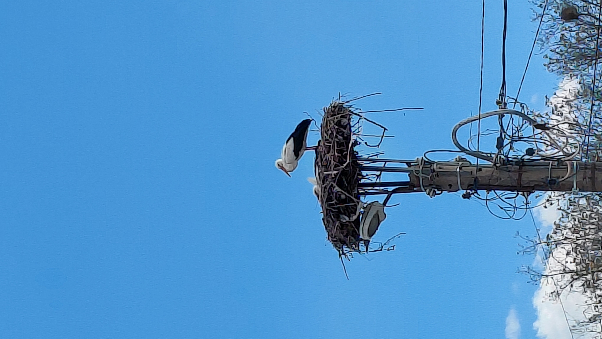 A low-angle shot shows a stork nest atop a utility pole. The nest is constructed of branches and twigs. Three white storks with black wings occupy the nest. The backdrop is a clear blue sky. To the right of the pole is a small portion of a tree, with its branches and leaves partially visible. The photograph was taken in the city of Unknown, Unknown.